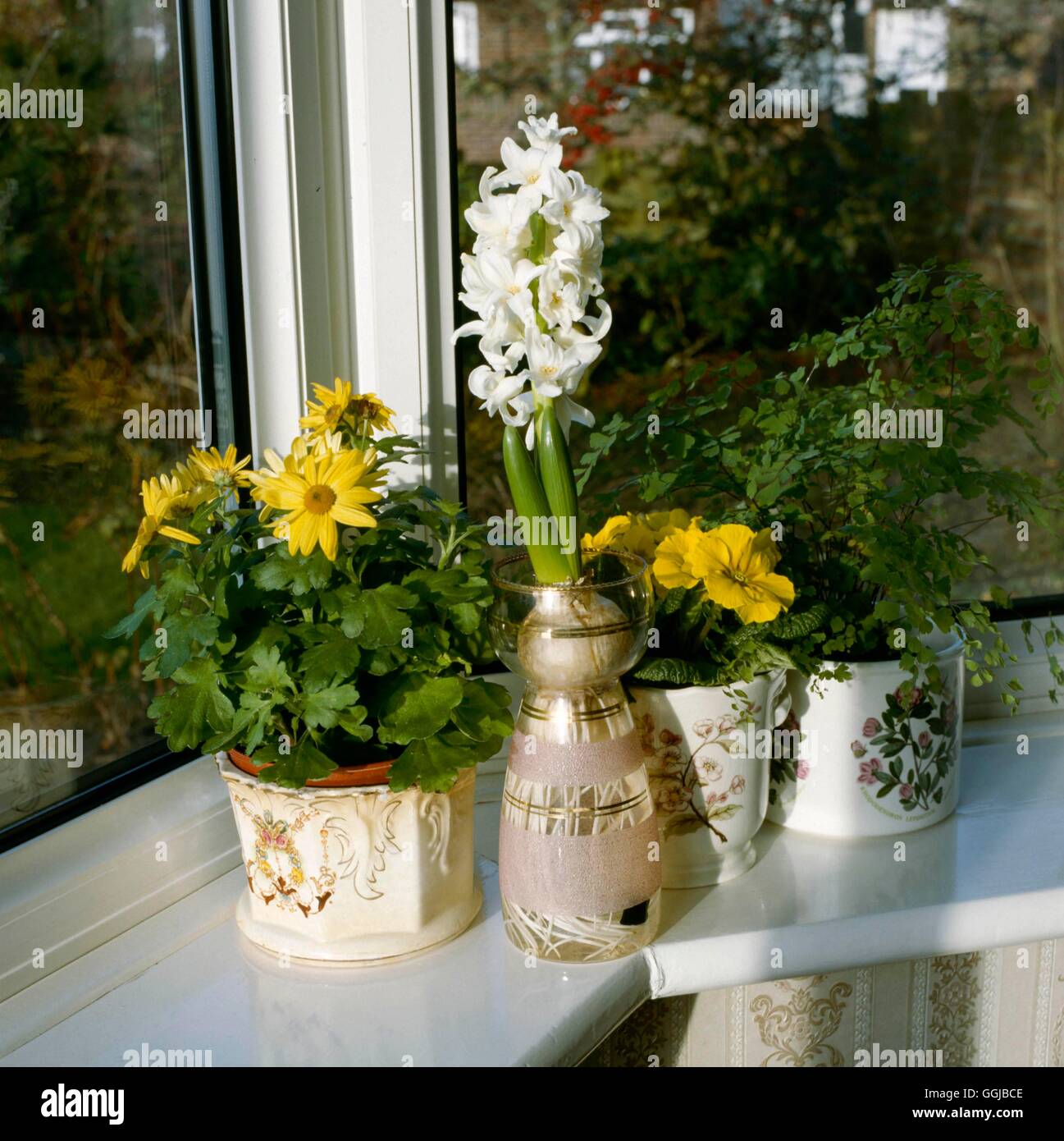 Les plantes d'appartement In Situ - Fenêtre - Chrysanthème Primevère et avec une fougère Hyacinthus dans l'eau SON Obligatoire040681 Banque D'Images