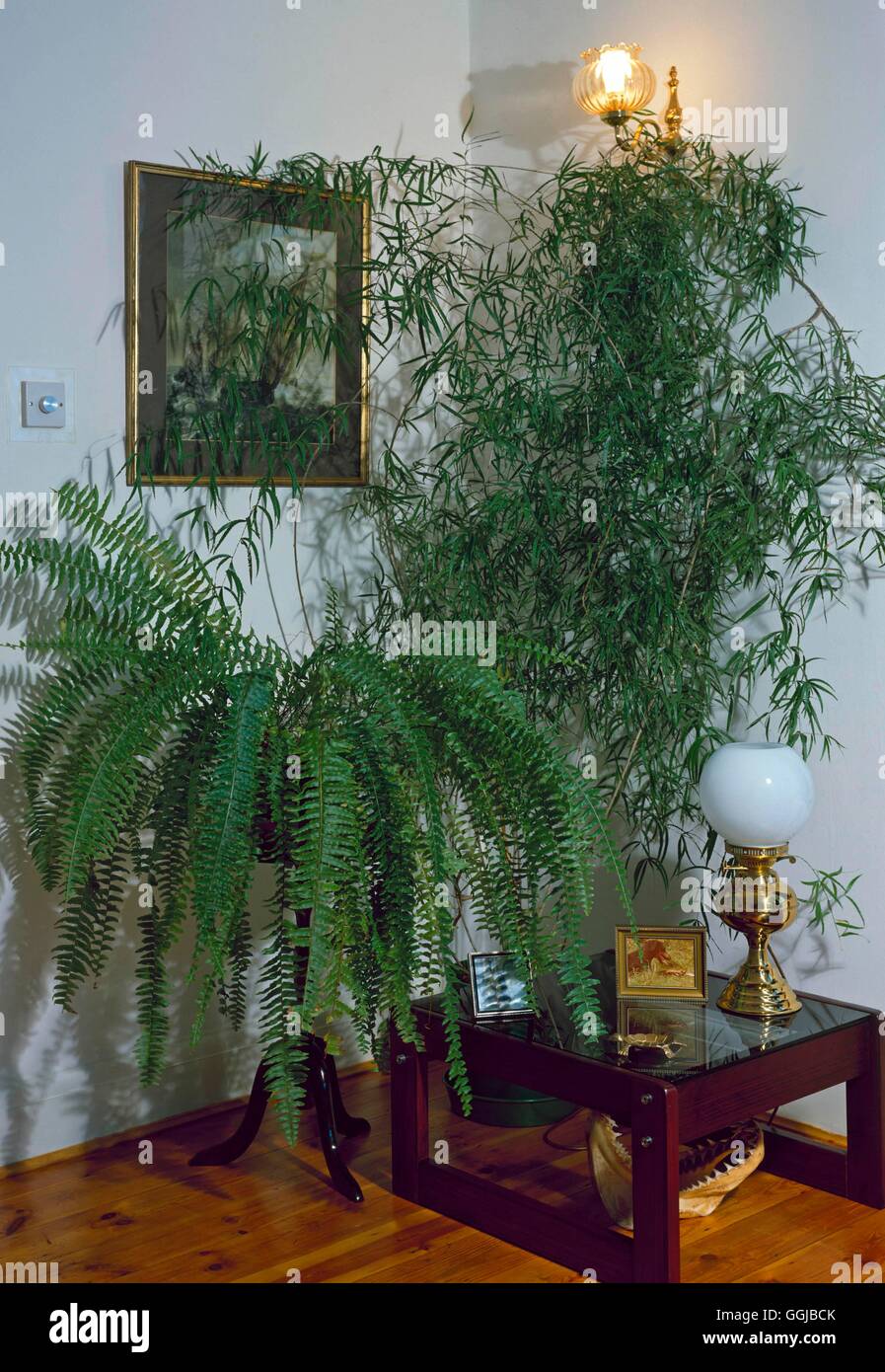 Les plantes d'appartement In Situ - Hall - Nephrolepis exaltata (LHS) aux asperges falcatus SA082164 Phot Banque D'Images