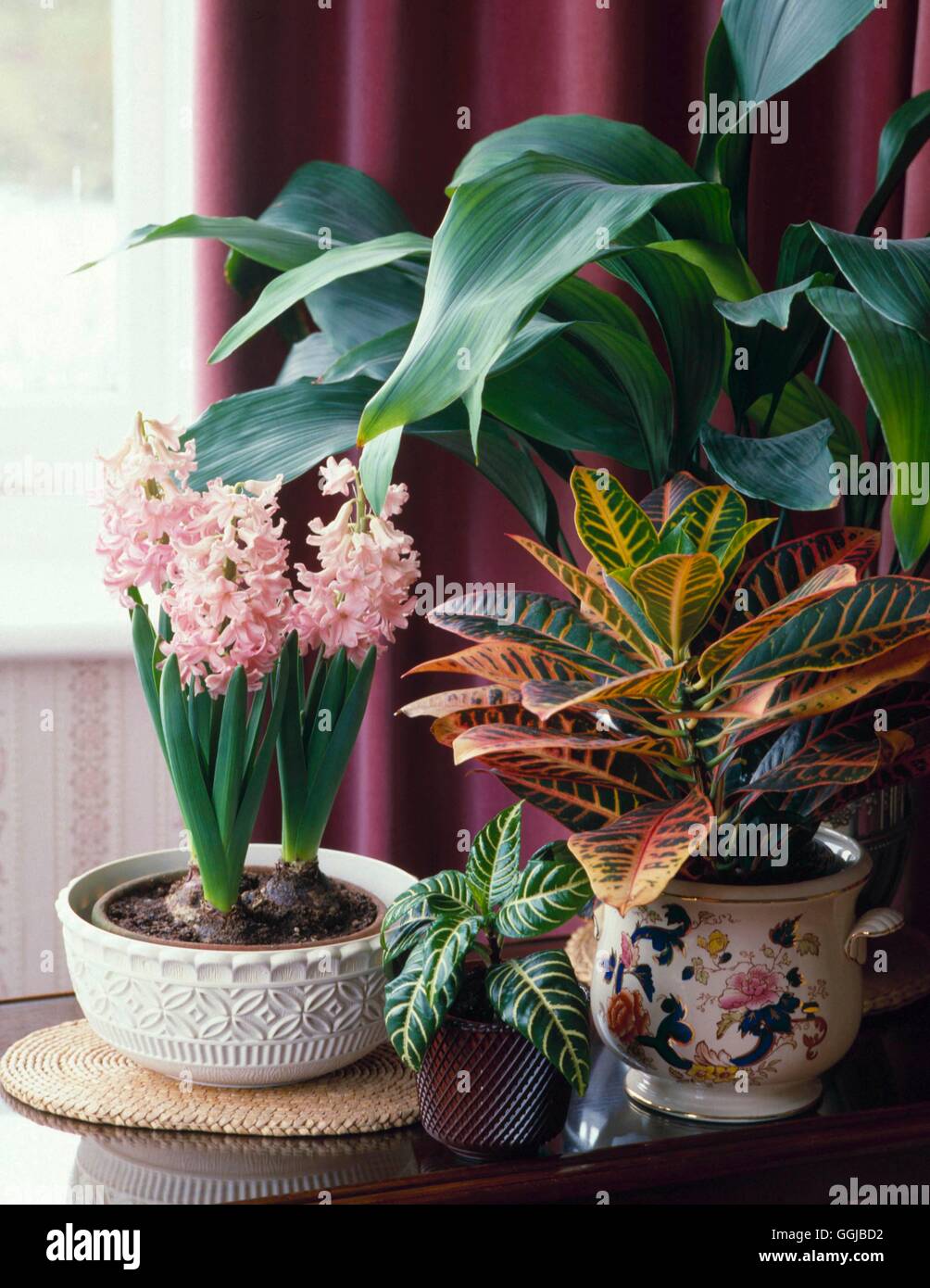 Plantes d'intérieur - mixte - Hyacinthus Aphelandra Aspidistra et Croton. HPS000473 Photos Horticul Banque D'Images