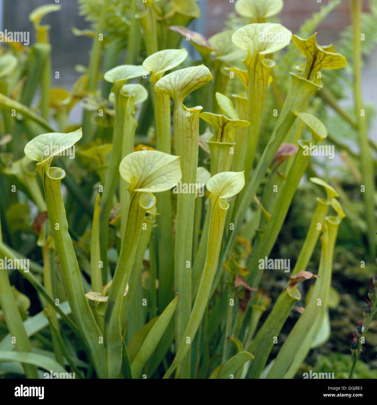Plantes carnivores : - Sarracenia flava trompette jaune ''Yellow Sarracénie''' HPS009017 P' Banque D'Images