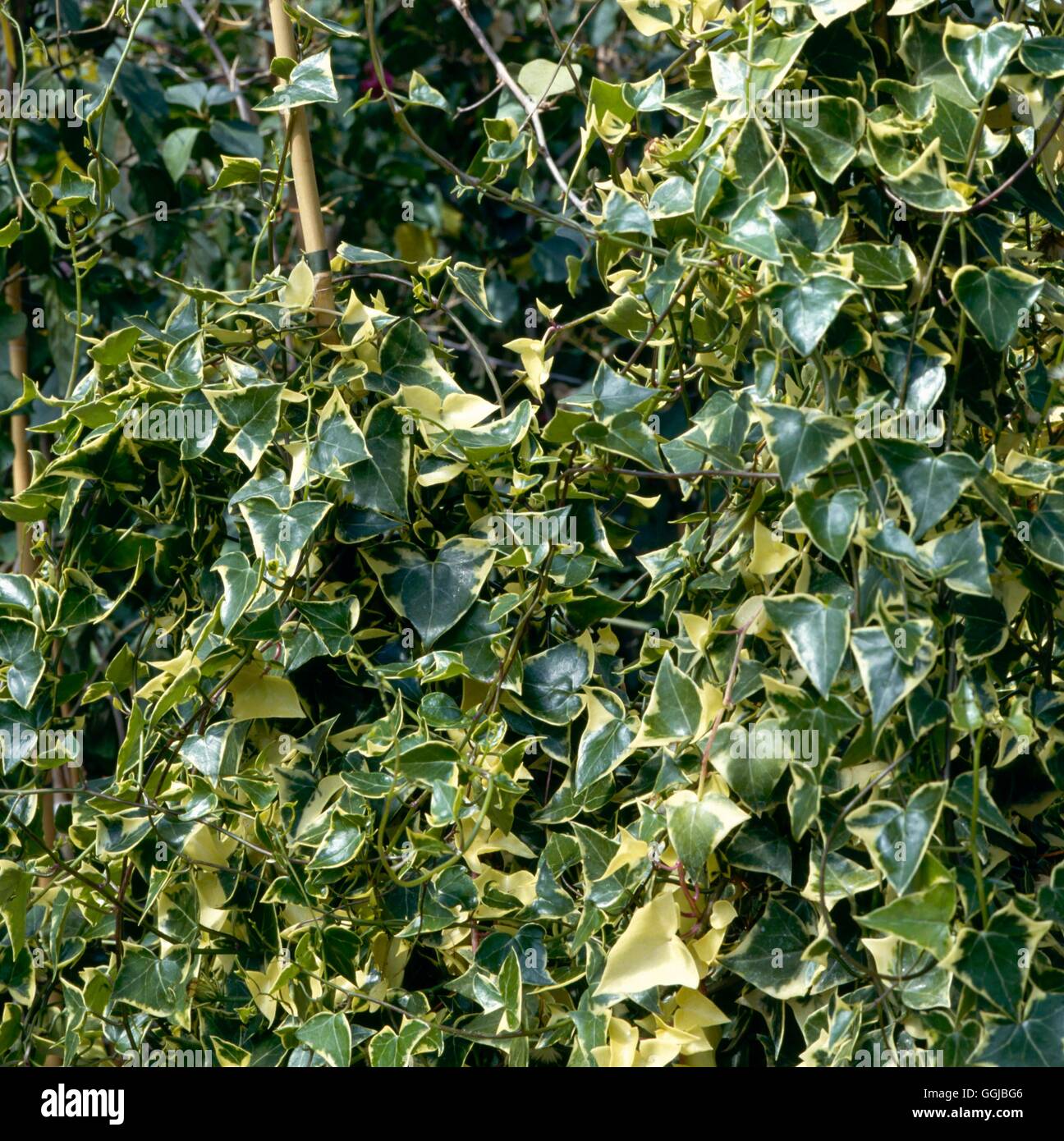 Senecio macroglossus - 'Variegatus'- - Natal Ivy ''Wax''' vigne HPS026341 Photos Horticultur' Banque D'Images