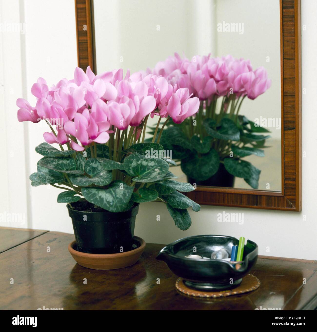 Cyclamen persicum - variété miniature en pot 3,5. Parfumées ()''''' Plantes HPS041028 Banque D'Images