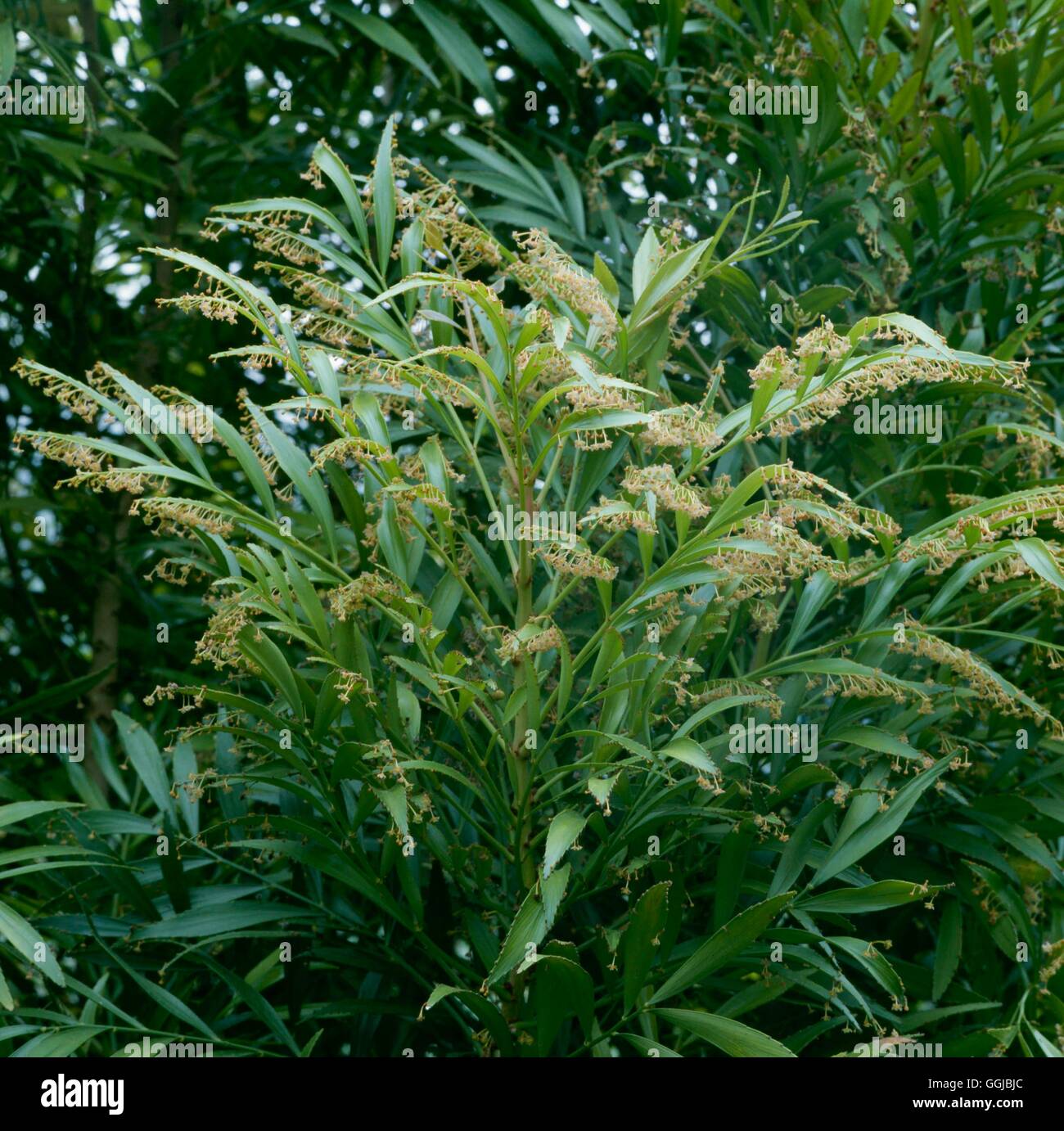 Phyllanthus arbuscula - Feuillage Fleur HPS046876 Banque D'Images