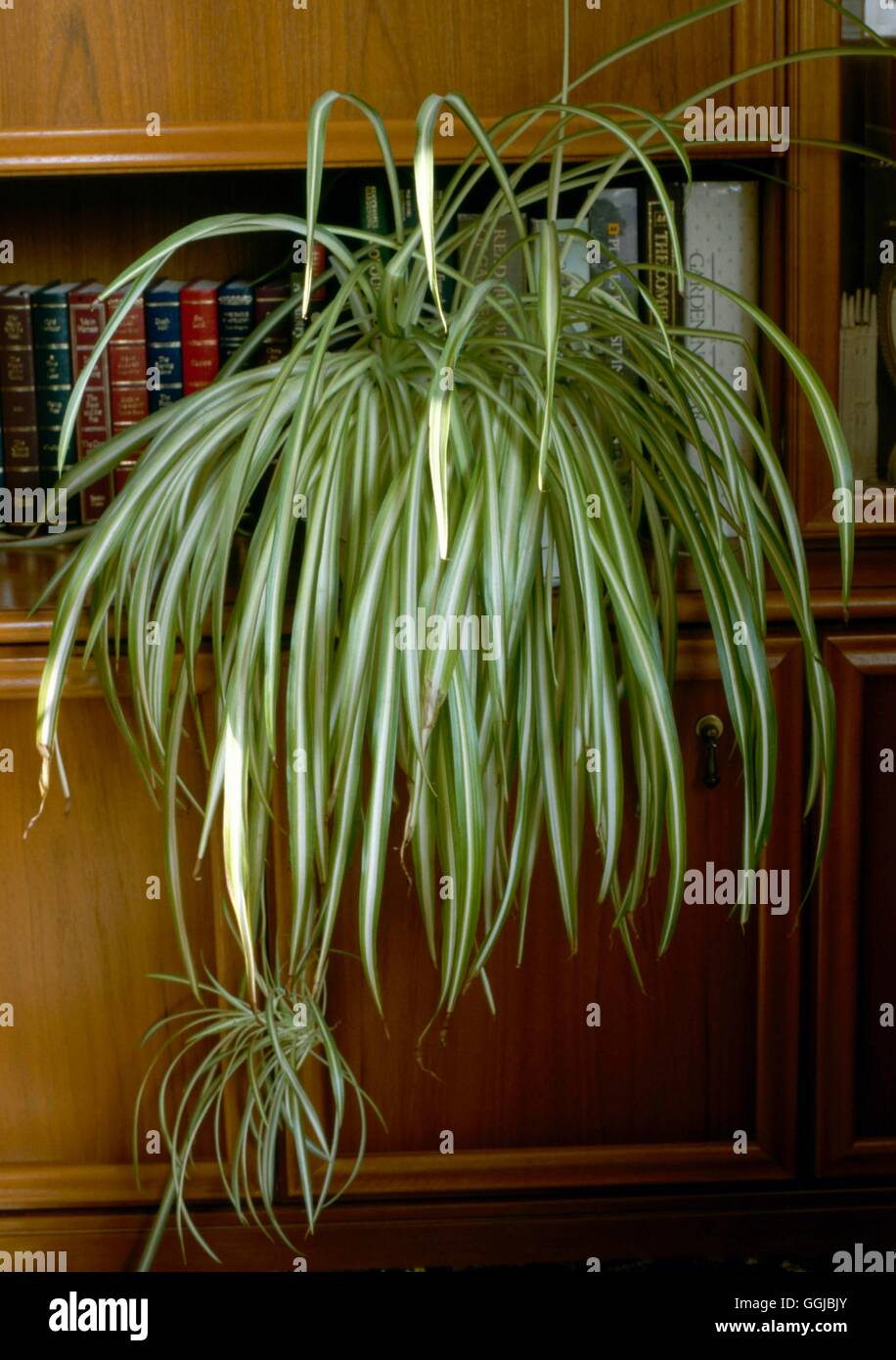 Chlorophytum comosum 'Vittatum' - Plante araignée HPS049233 Banque D'Images