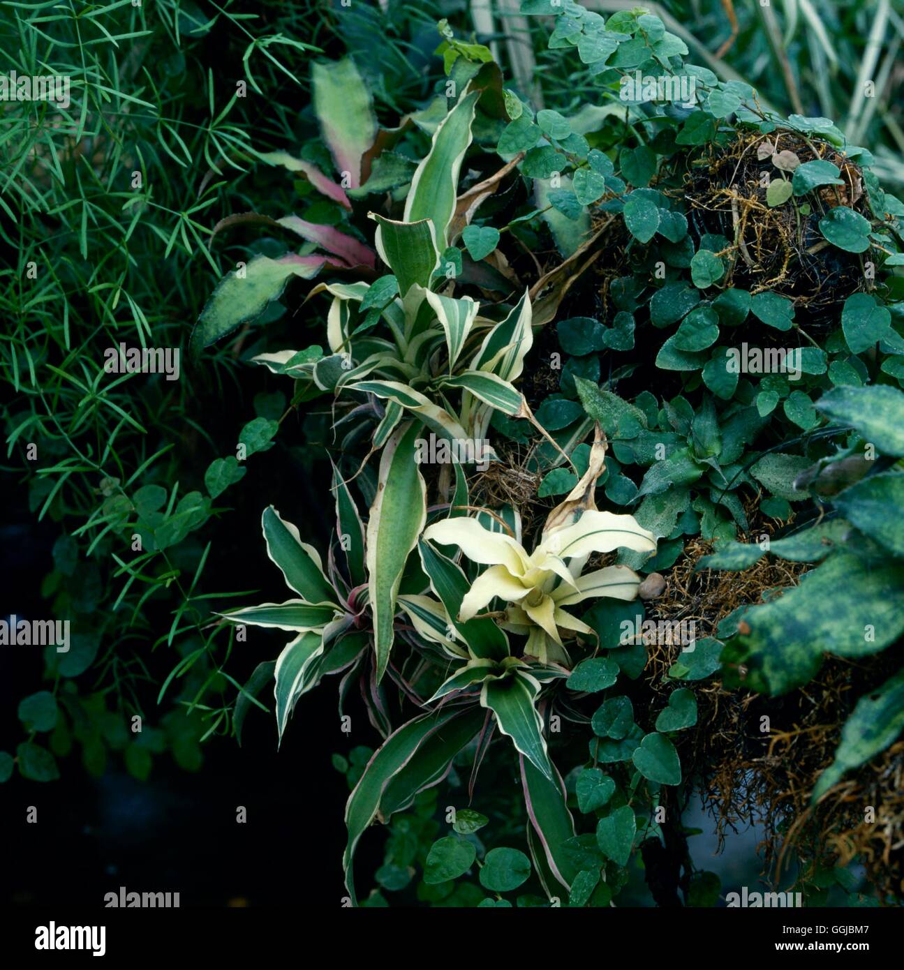 Bromeliads - planté sur une structure arborescente''''' HPS053206 ' Banque D'Images