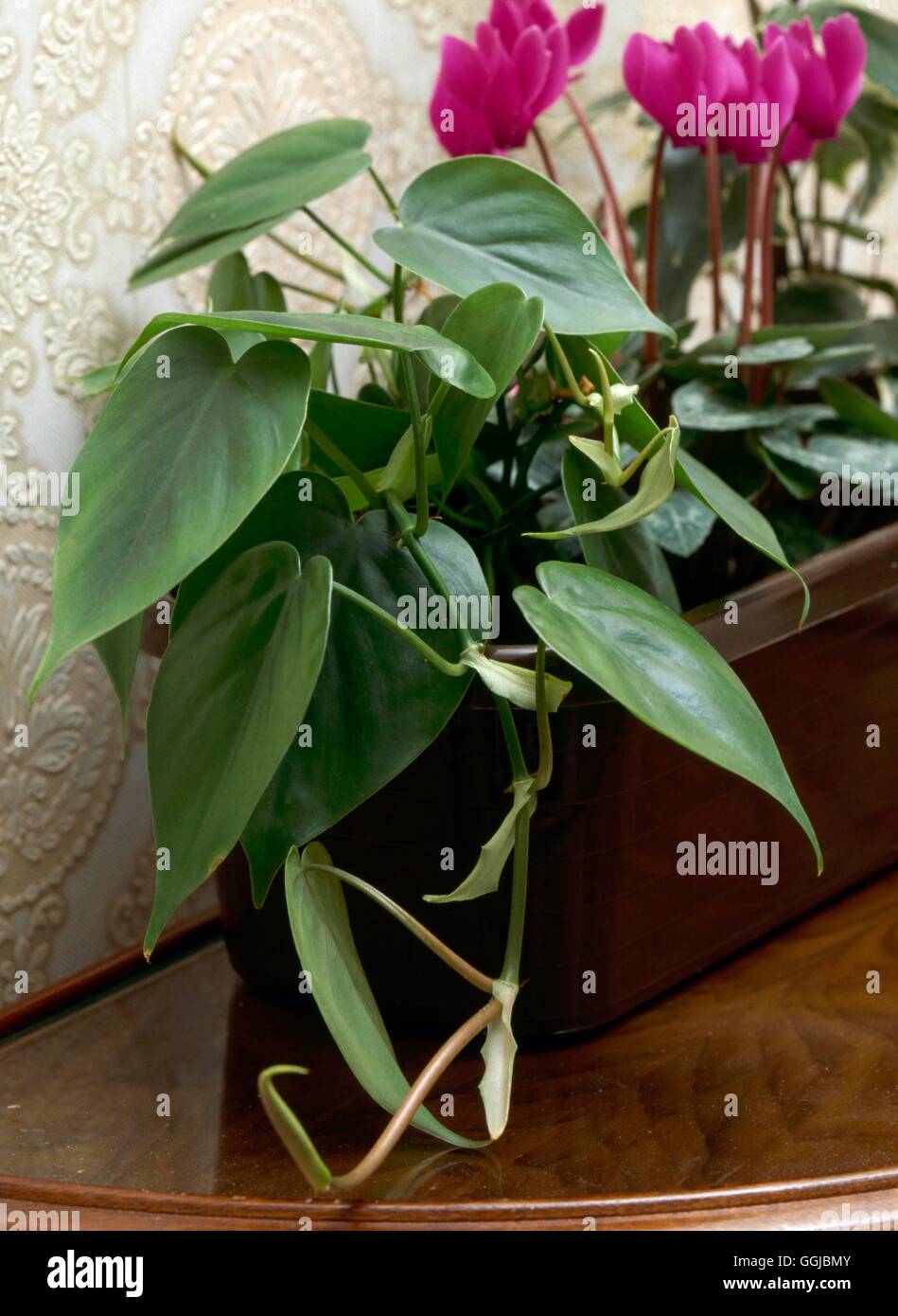Philodendron scandens - Coeur-leaf Philodendron HPS053762 Banque D'Images