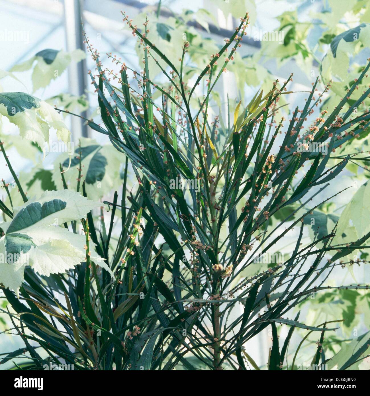 Phyllanthus montanus HPS053763 Banque D'Images