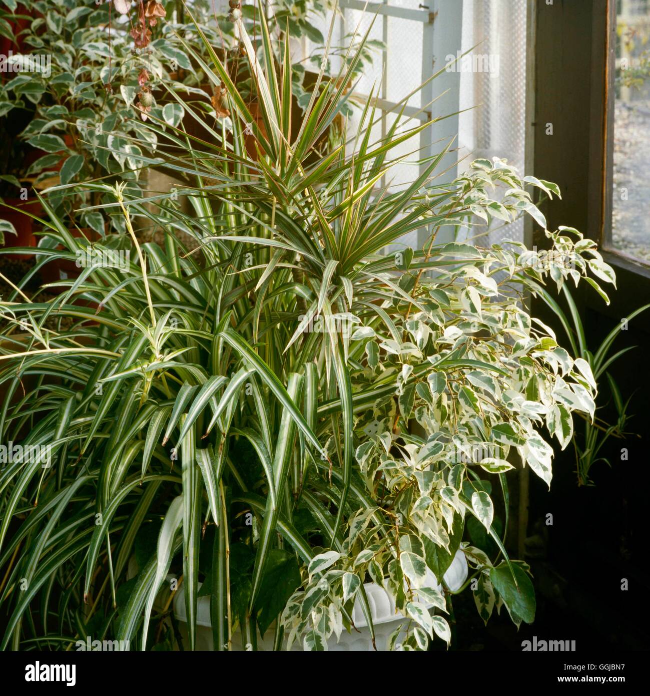Plantes d'intérieur - mixte - plantes panachées : Ficus Draceana et Chlorophytum HPS054047 Photos Hor Banque D'Images
