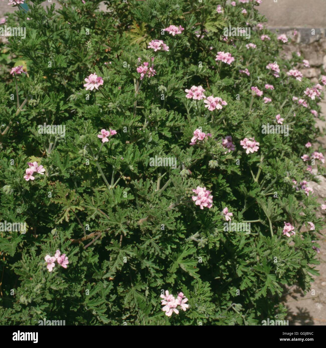 Pelargonium graveolens - (HPS) parfumée054864 Banque D'Images