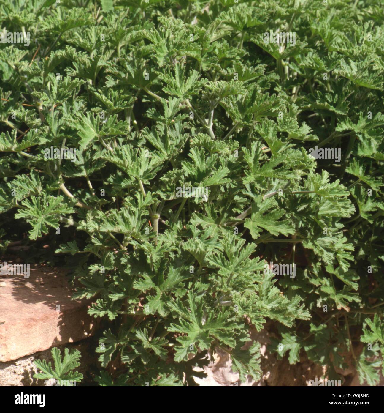Pelargonium graveolens - (HPS) parfumée054866 Banque D'Images