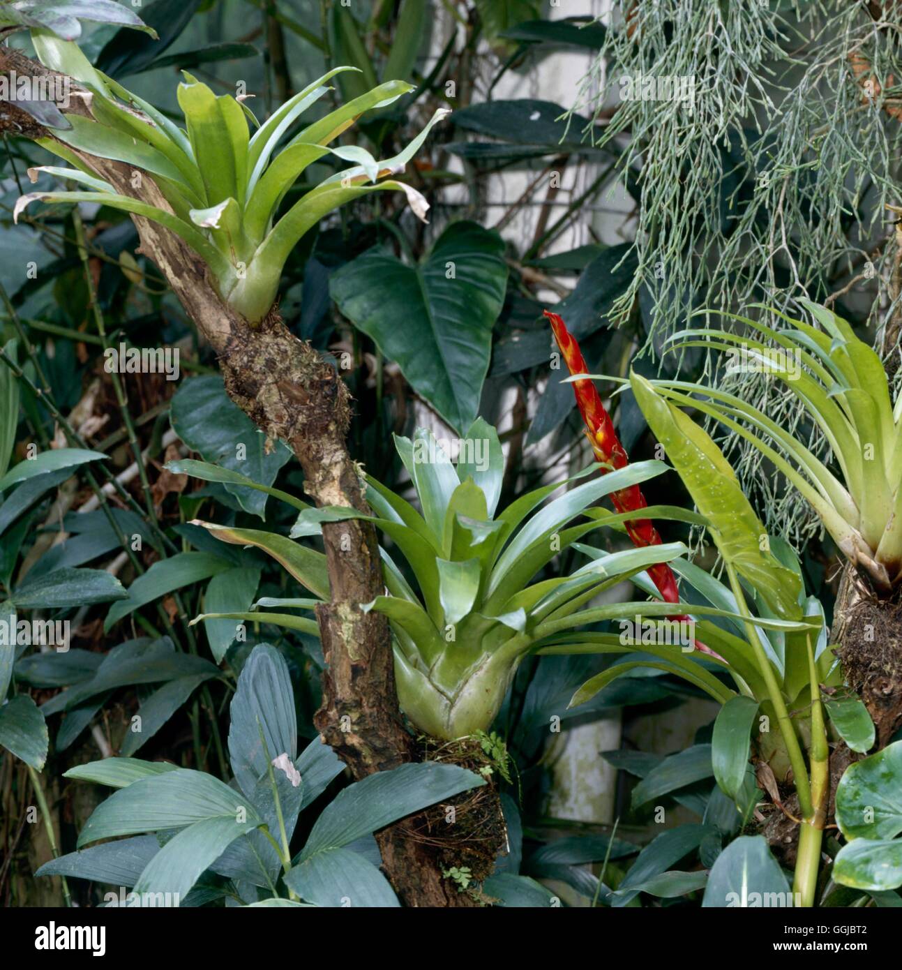 Bromeliads - plantés sur la structure de l'arbre''''' HPS080032 ' Banque D'Images