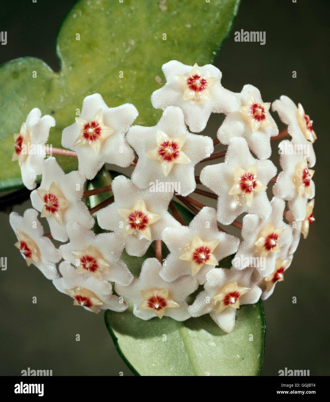 Hoya carnosa - Wax Plant HPS080244 Banque D'Images