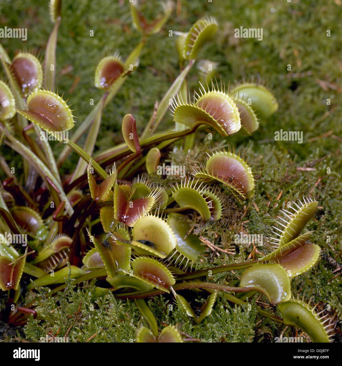 Miscipula - Plantes carnivores Dionaea 'Royal Red' HPS081311 Banque D'Images