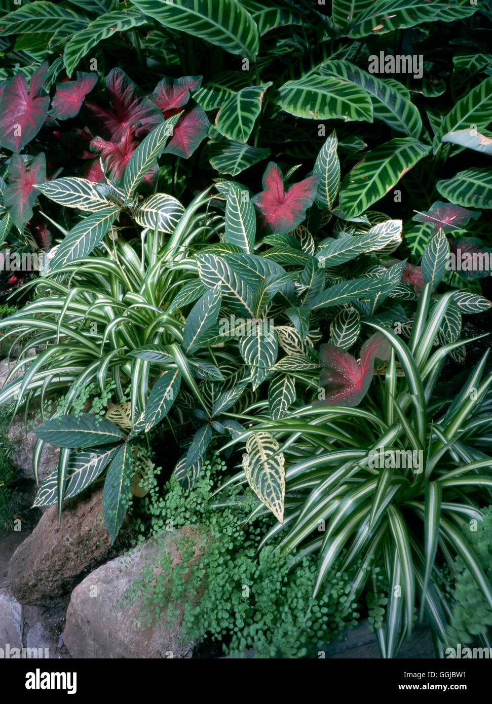Plantes d'intérieur - HPS mixtes085523 Banque D'Images