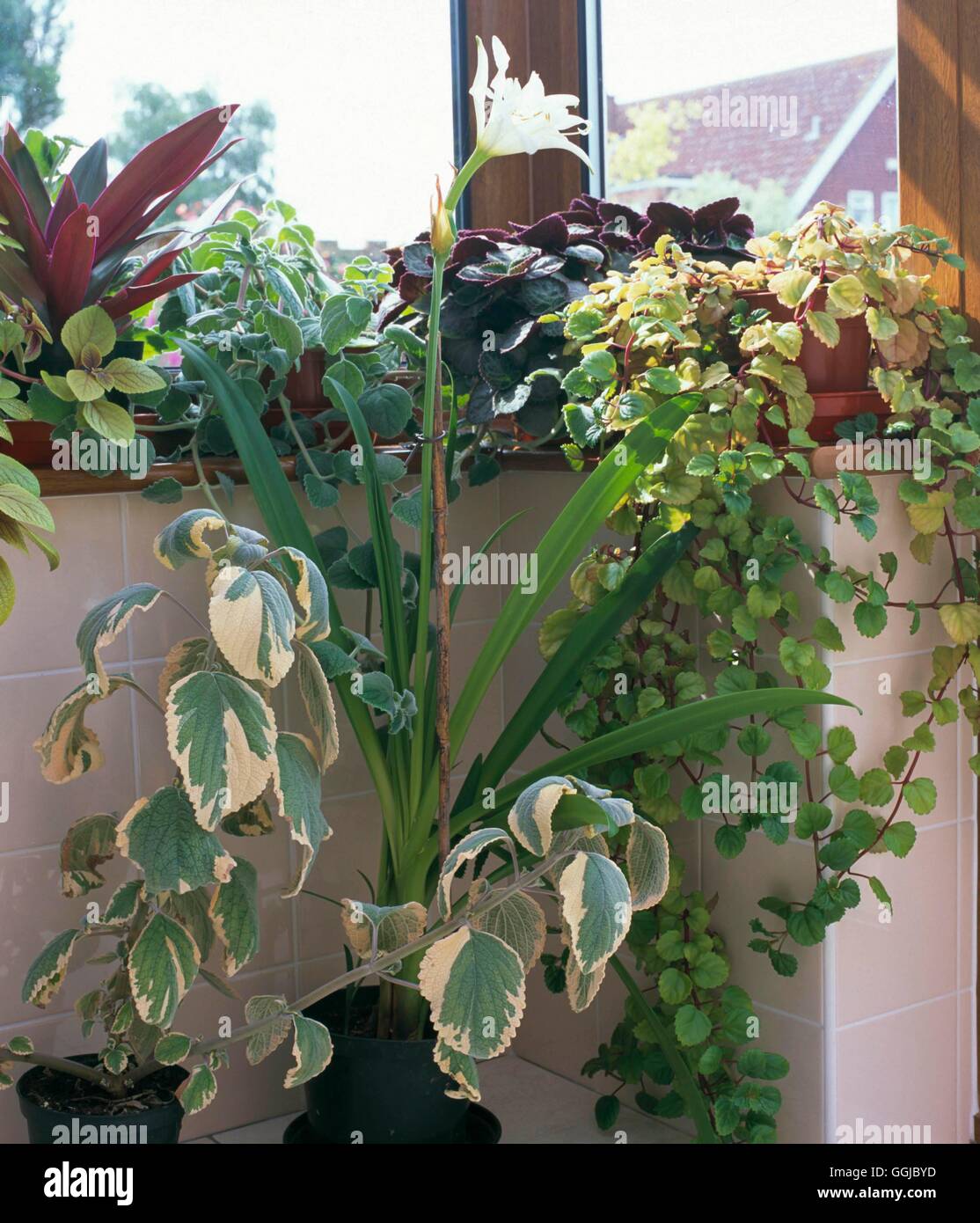Plantes d'intérieur - mixte - Plectranthus Tradescantia x festalis Hymenocallis et AGA. HPS PH108221 Banque D'Images
