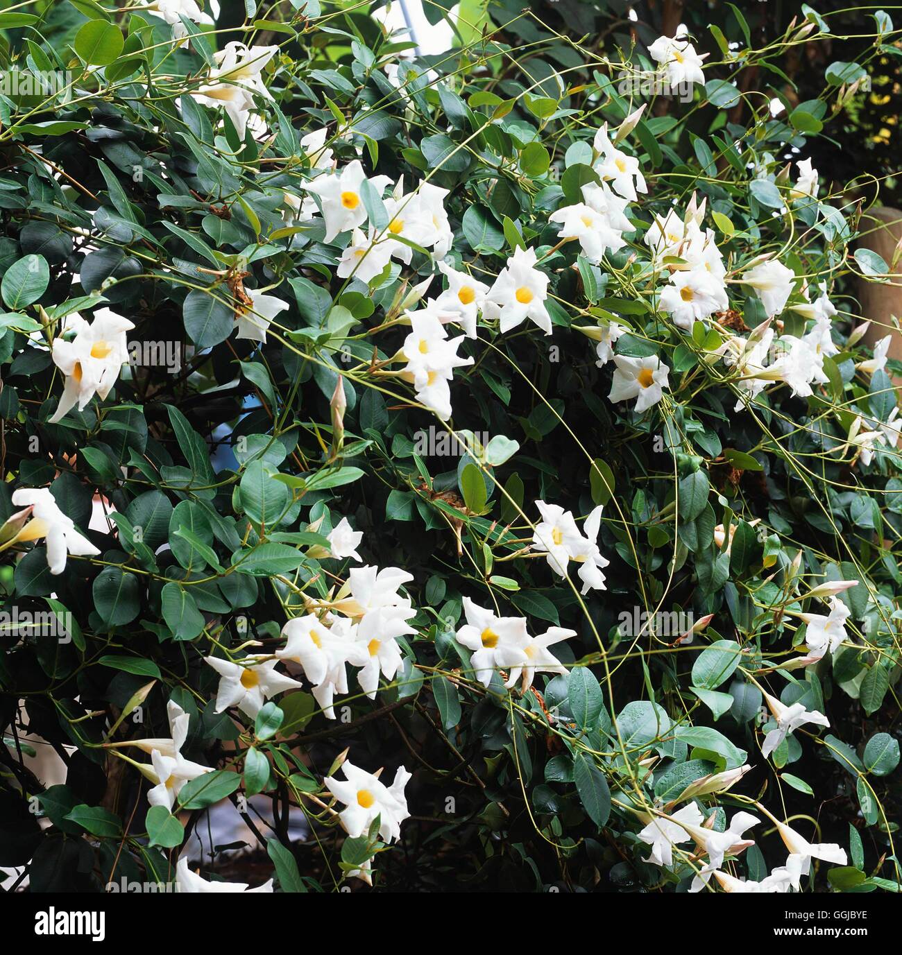 Mandevilla laxa HPS AGA108362 Banque D'Images