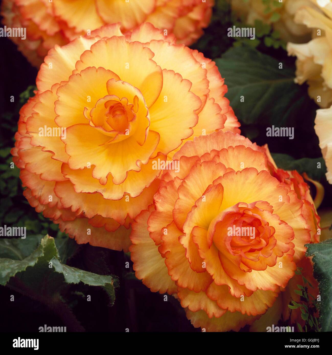 Begonia x tuberhybrida - 'peut-can' HPS109414 Banque D'Images