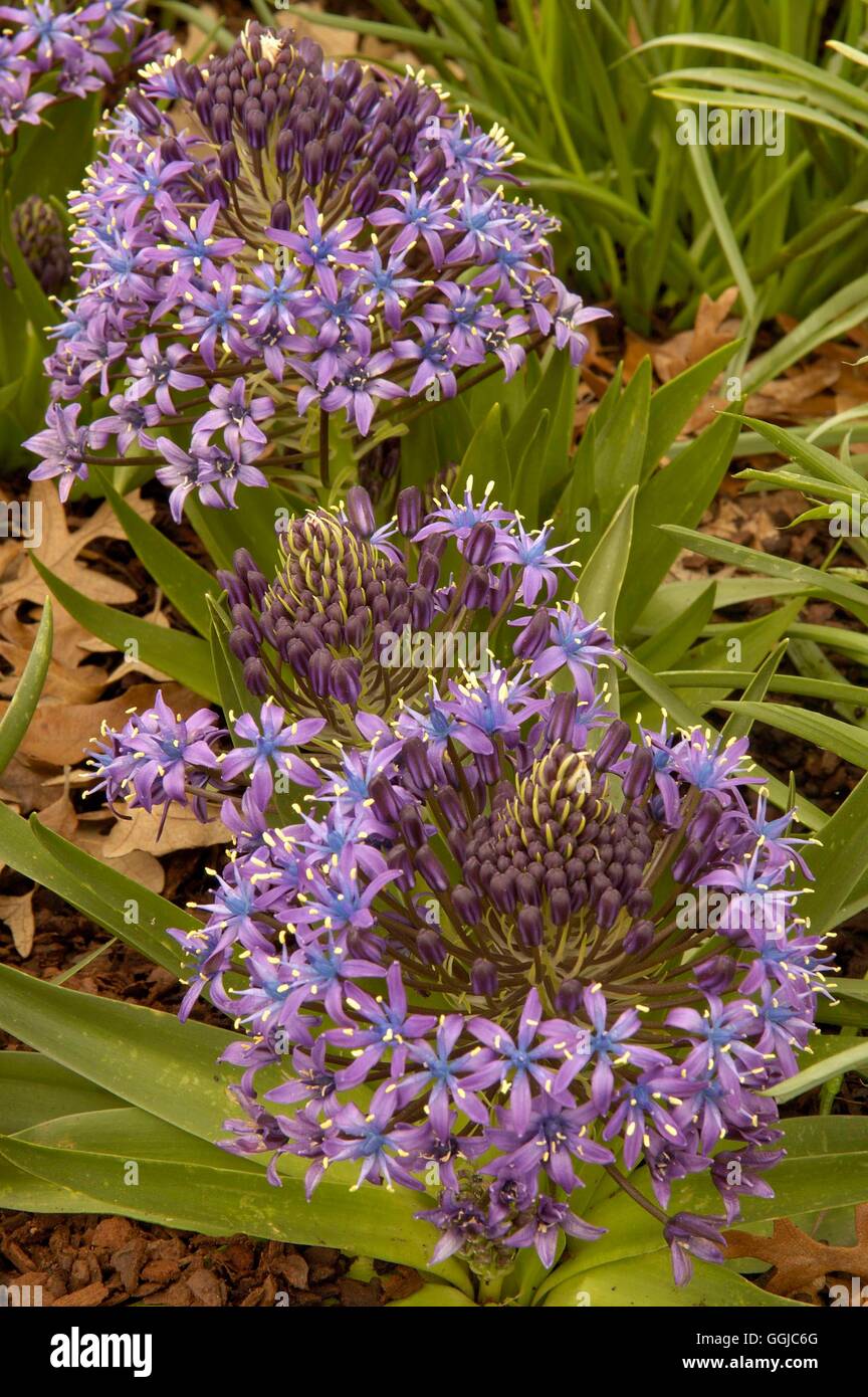 Scilla peruviana MIW250075 Banque D'Images