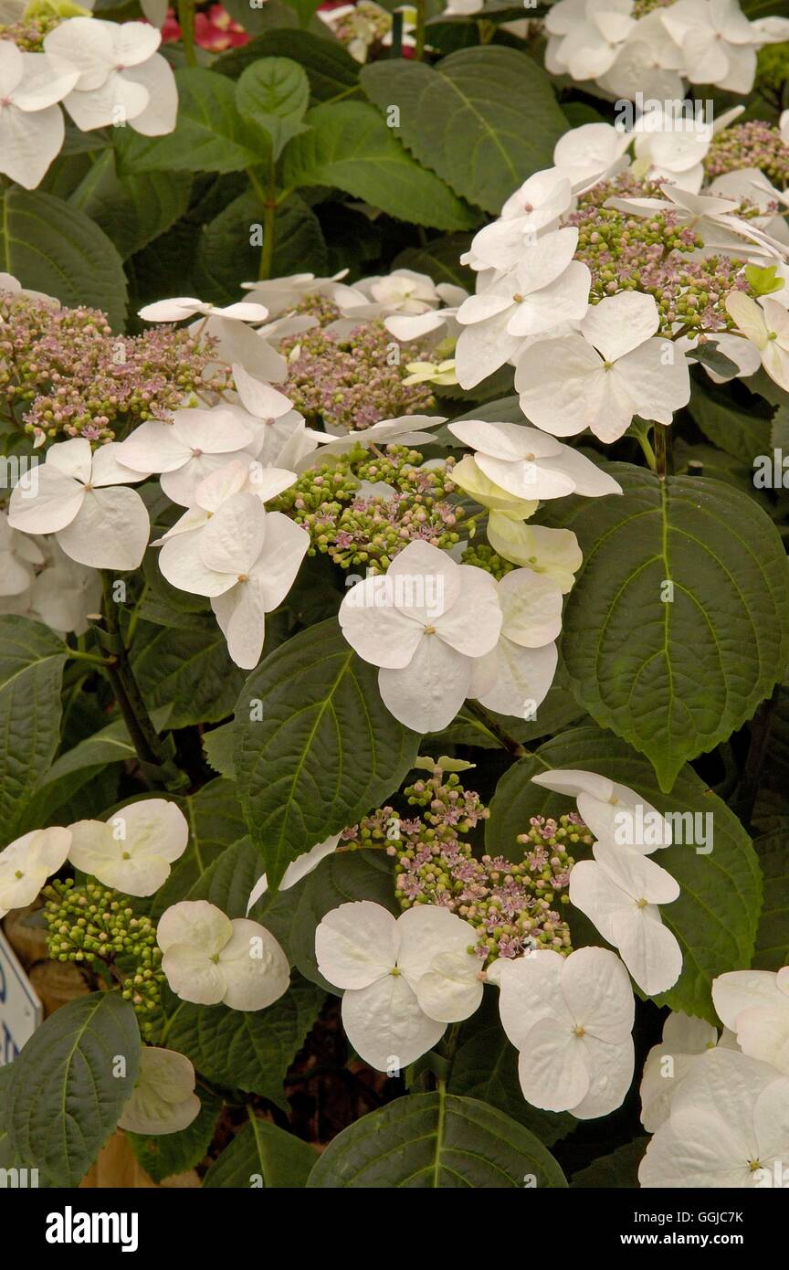 Native Myanmar Flowers Lovers Hydrangea 6 Months Flowers In