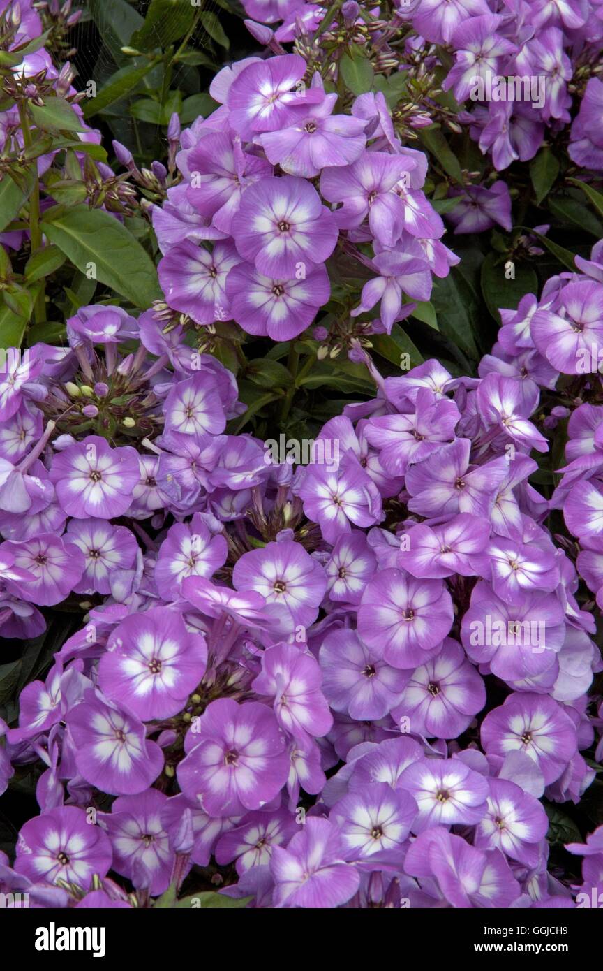 Phlox paniculata 'Laura'- MIW250326 Banque D'Images