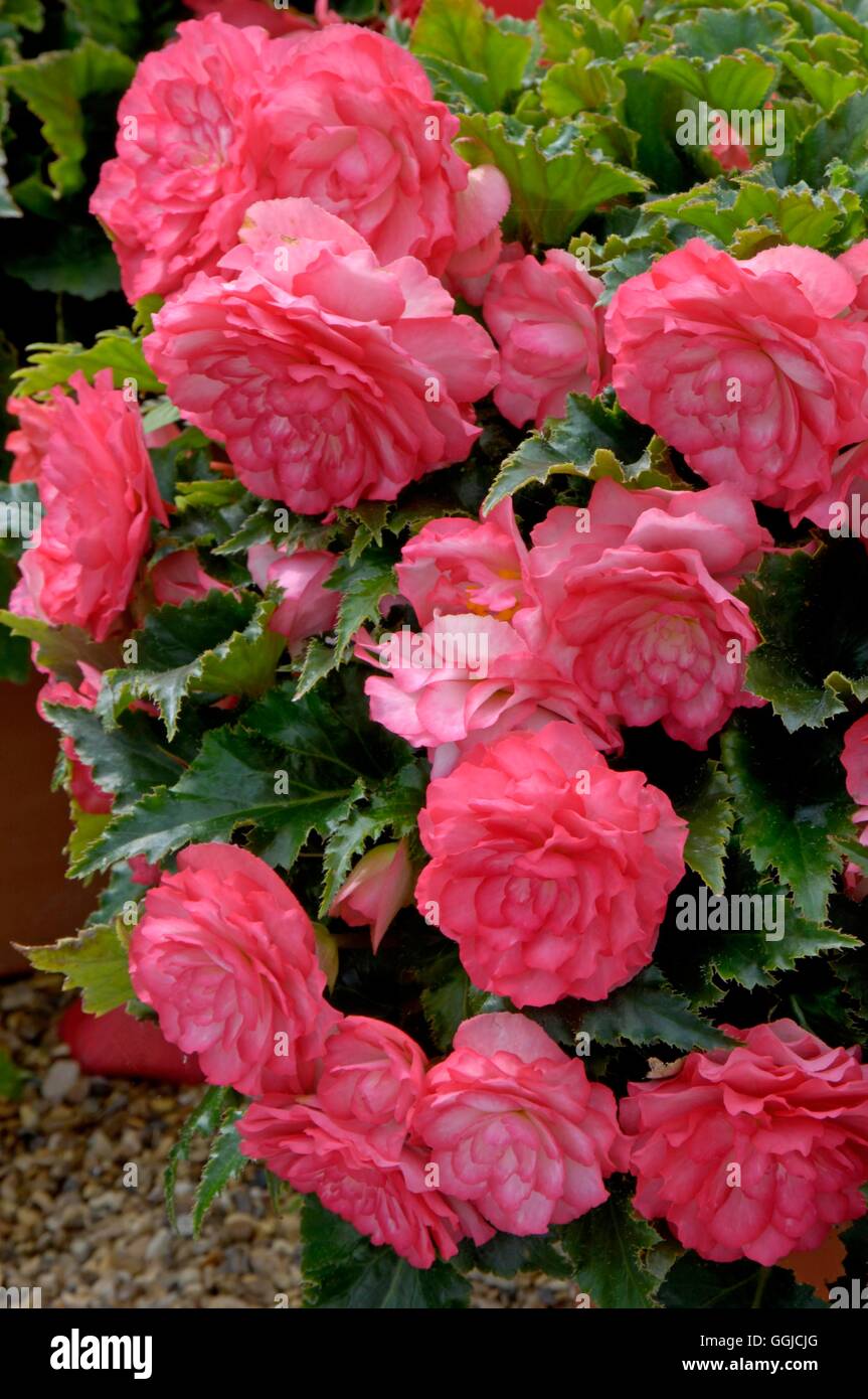 Begonia x tuberhybrida- 'En haut' Halo Rose MIW250361 Banque D'Images