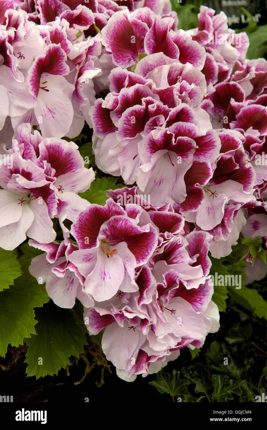 Pelargonium -- 'Tornado' MIW250395 Banque D'Images