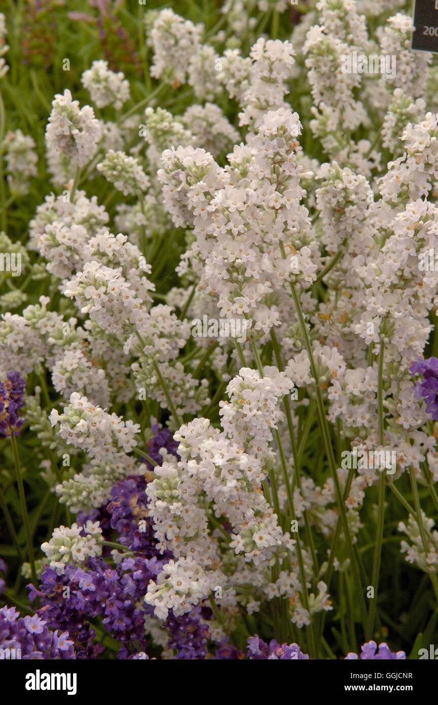 Lavendula angustifolia- 'Blue Mountain White' MIW250433 Banque D'Images