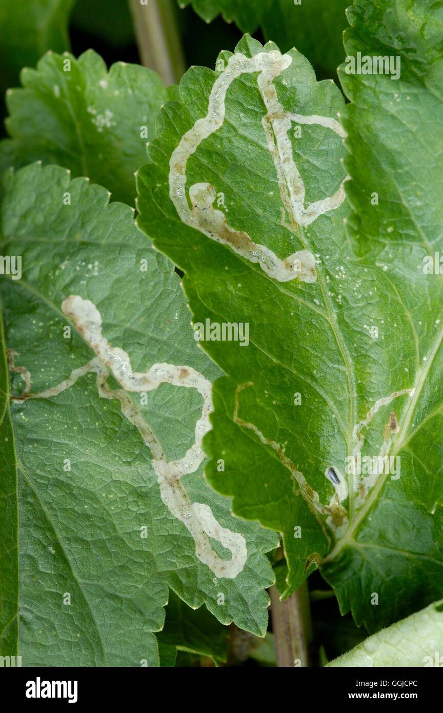 Céleri -- les mouches voler dommages aux feuilles de panais - Euleia heraclei- (MIW) Photos Horticultur250442 Banque D'Images