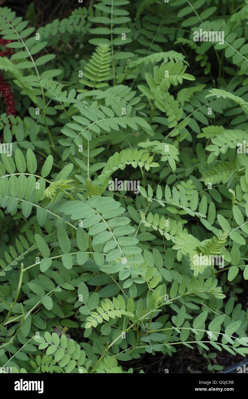 Astragalus gummifer- - MIW Adragante250463 Banque D'Images