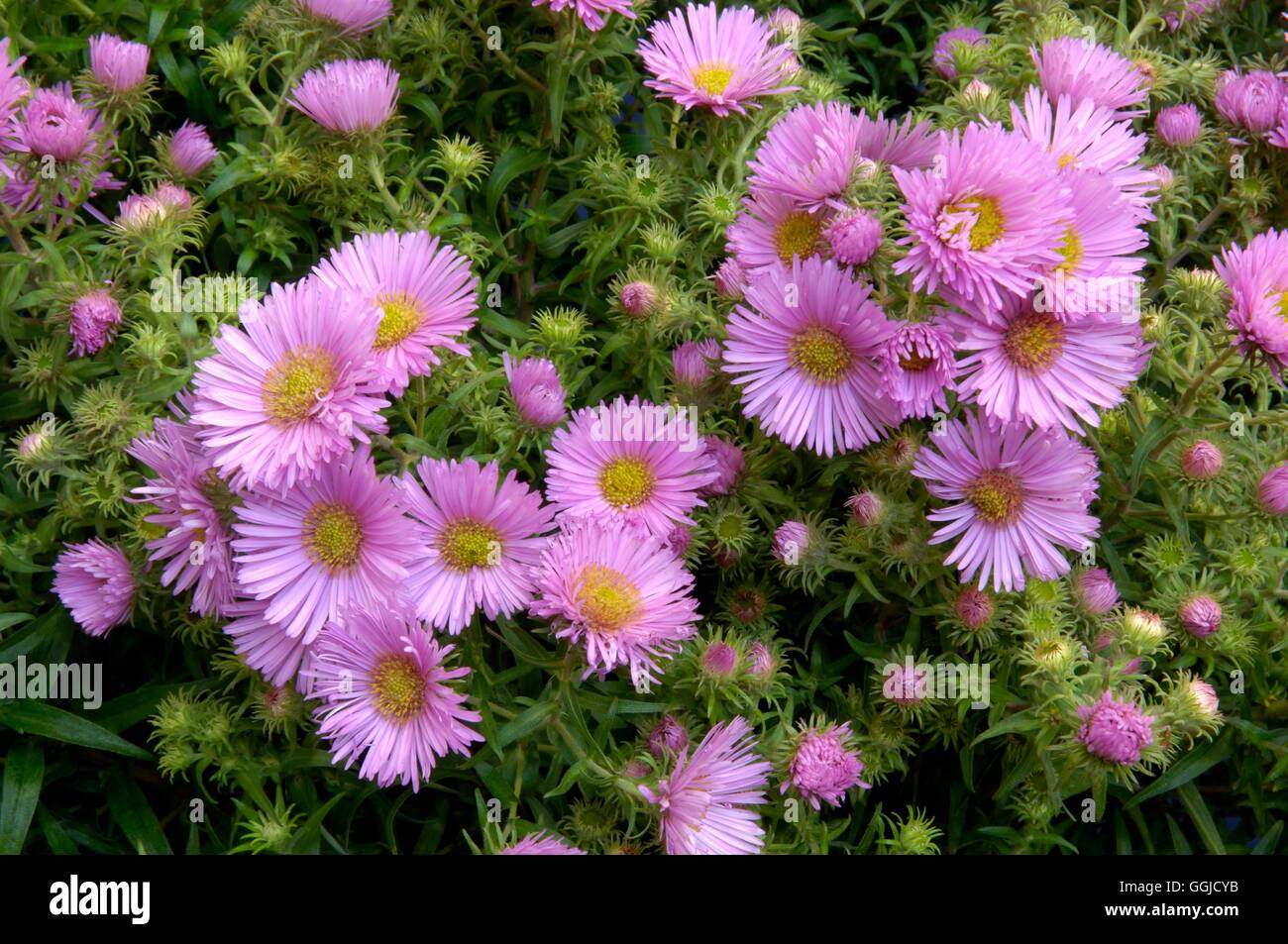 Aster novae-angliae- 'Miss K. E. Mash' MIW250548 Banque D'Images