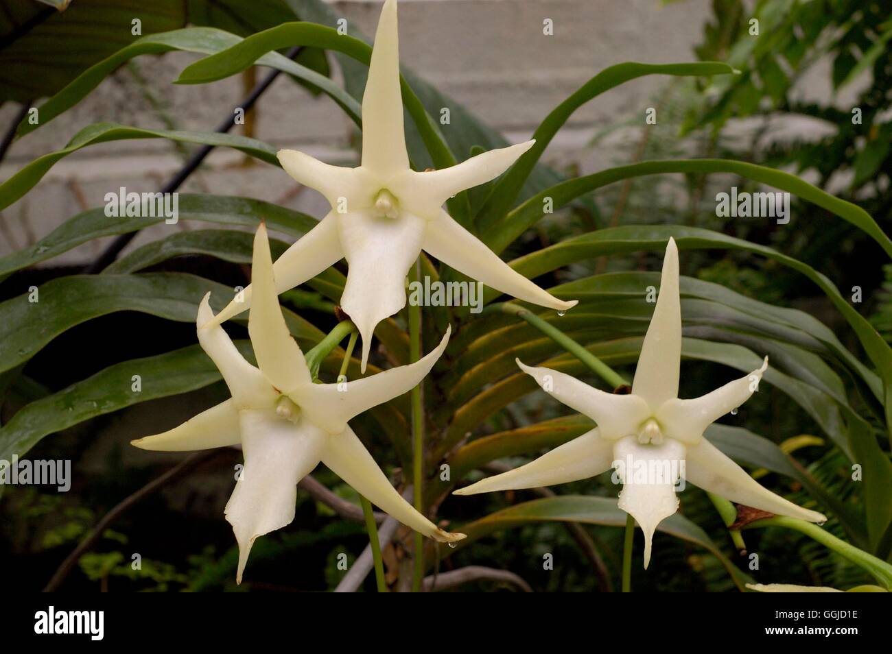 Angraecum sesquipedale var. angustifolium- - (Syn A. bosseri) MIW /P250584 Banque D'Images