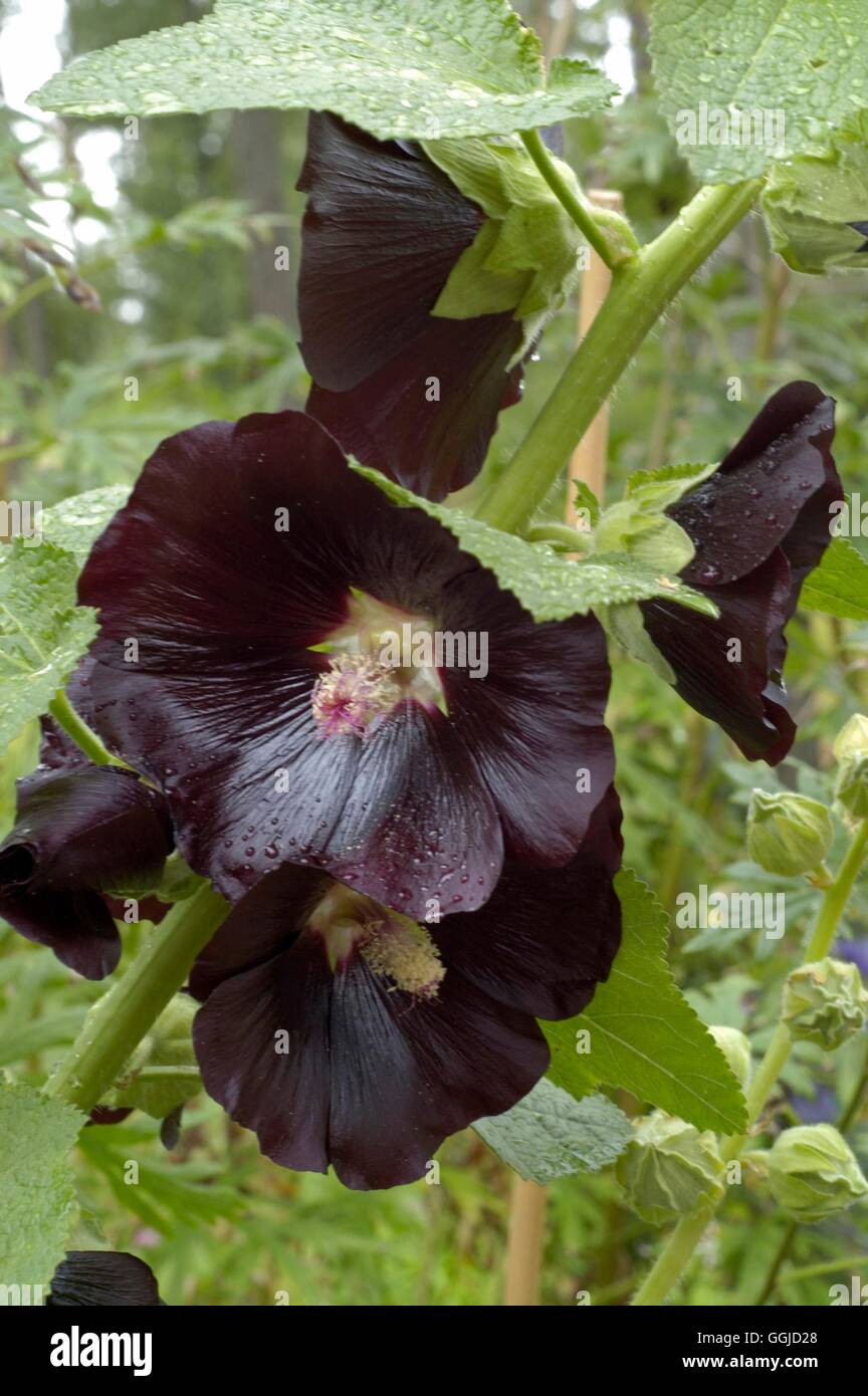 Alcea rosea- - 'Black Beauty' MIW250600 Banque D'Images
