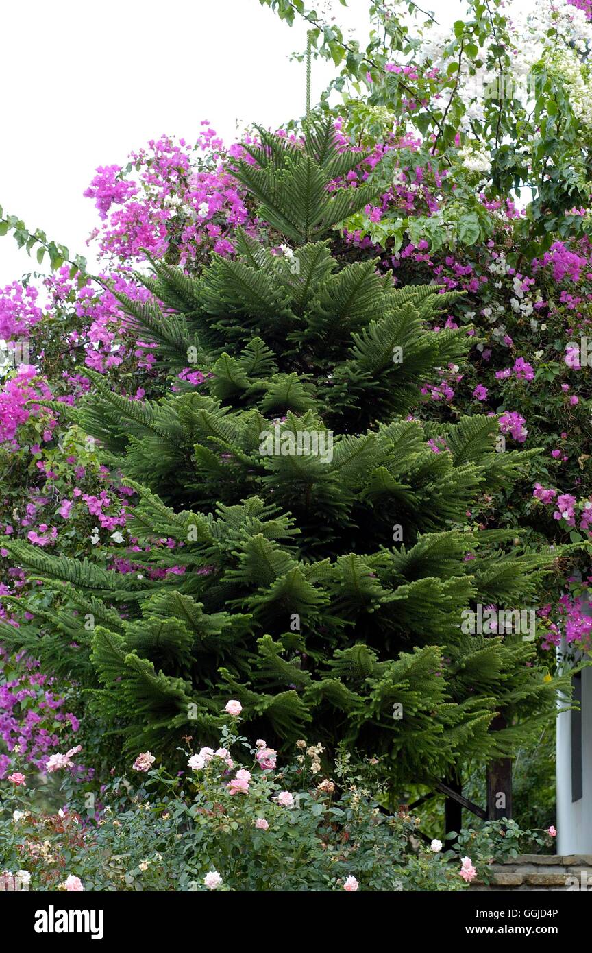 Araucaria heterophylla -- AGA (Syn A. excelsa) SMI250652 Banque D'Images