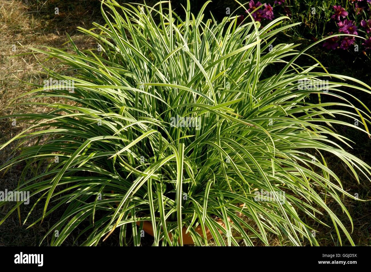 Carex - 'Ice Dance' MIW250675 Banque D'Images