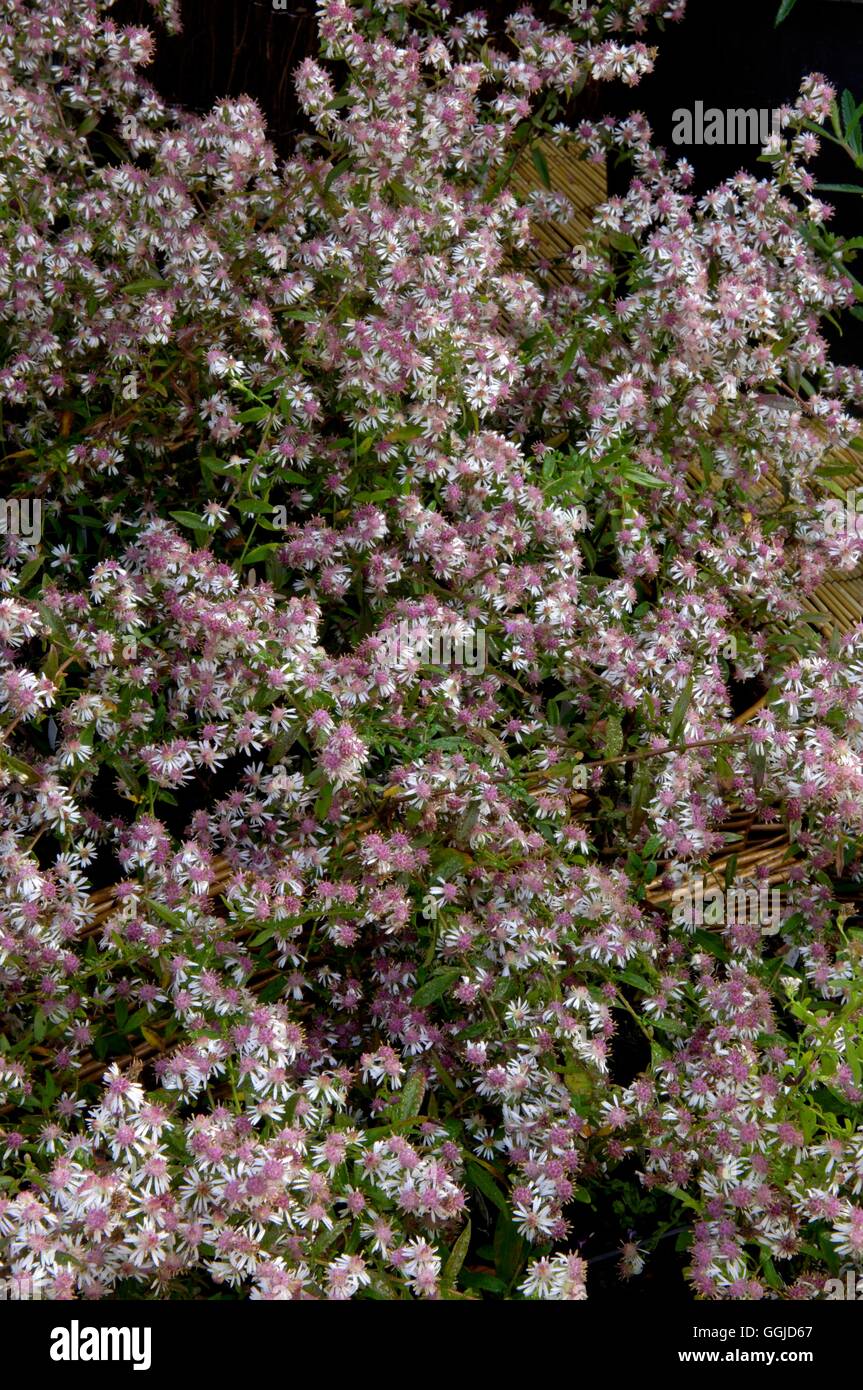 - Aster laterifolius 'Lady in black' MIW250681 Banque D'Images