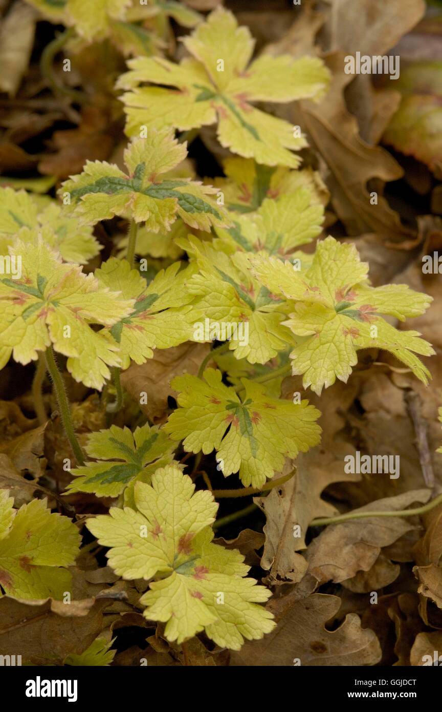 Geranium x oxonianum - 'Spring Fling' MIW250807 Banque D'Images