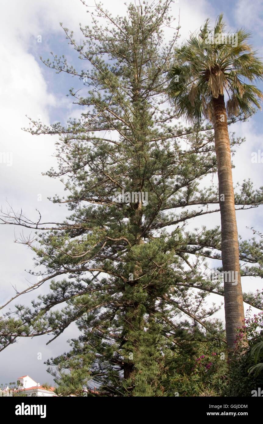 Araucaria heterophylla - syn- (A. excelsa)- - Île Norfolk Pine MIW250820 Photos Horticultur Banque D'Images