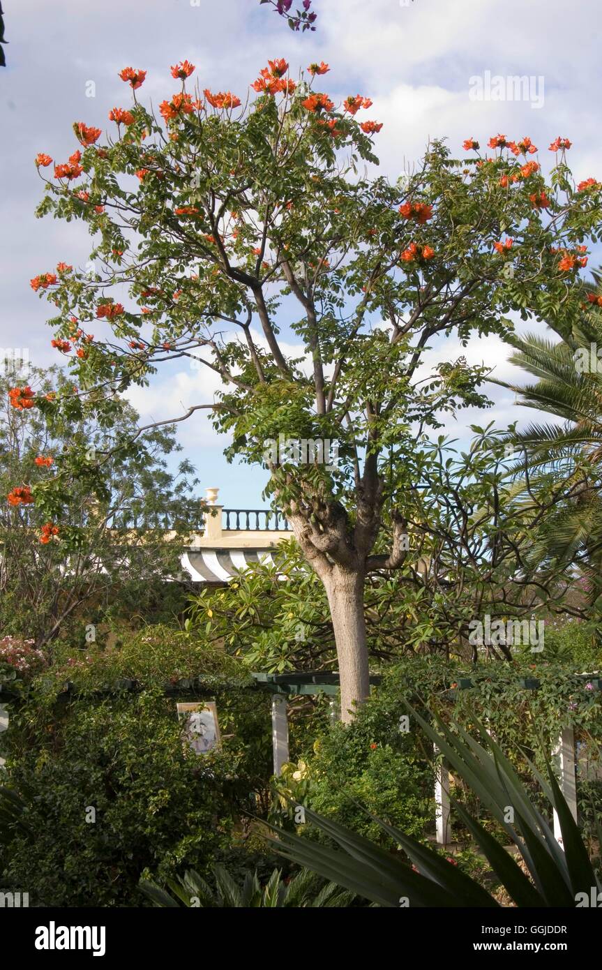 Spathodea campanulata -- African Tulip MIW250823 Banque D'Images