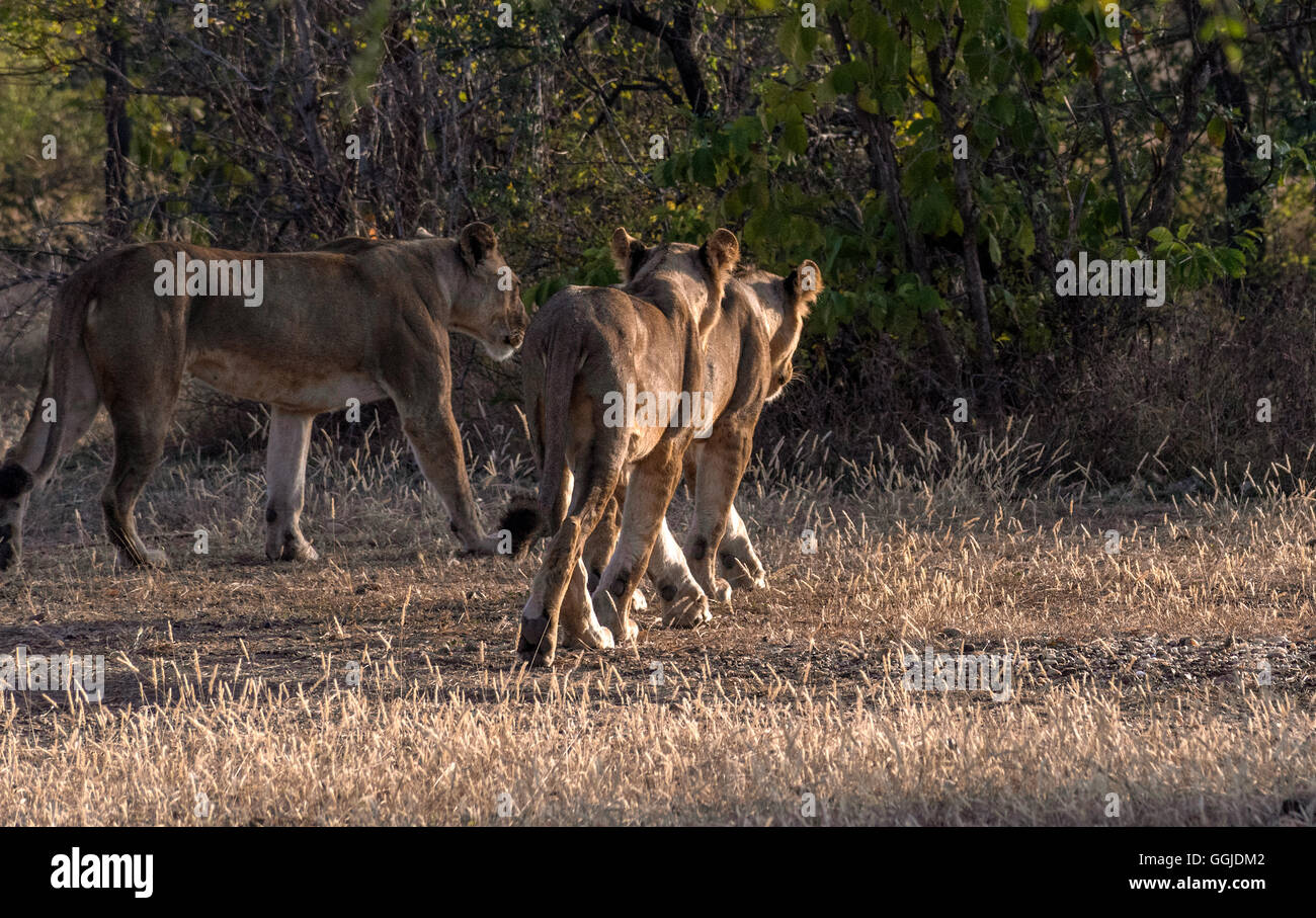 La chasse des Lions près de Simbazi dans Le Selous de Tanzanie Banque D'Images