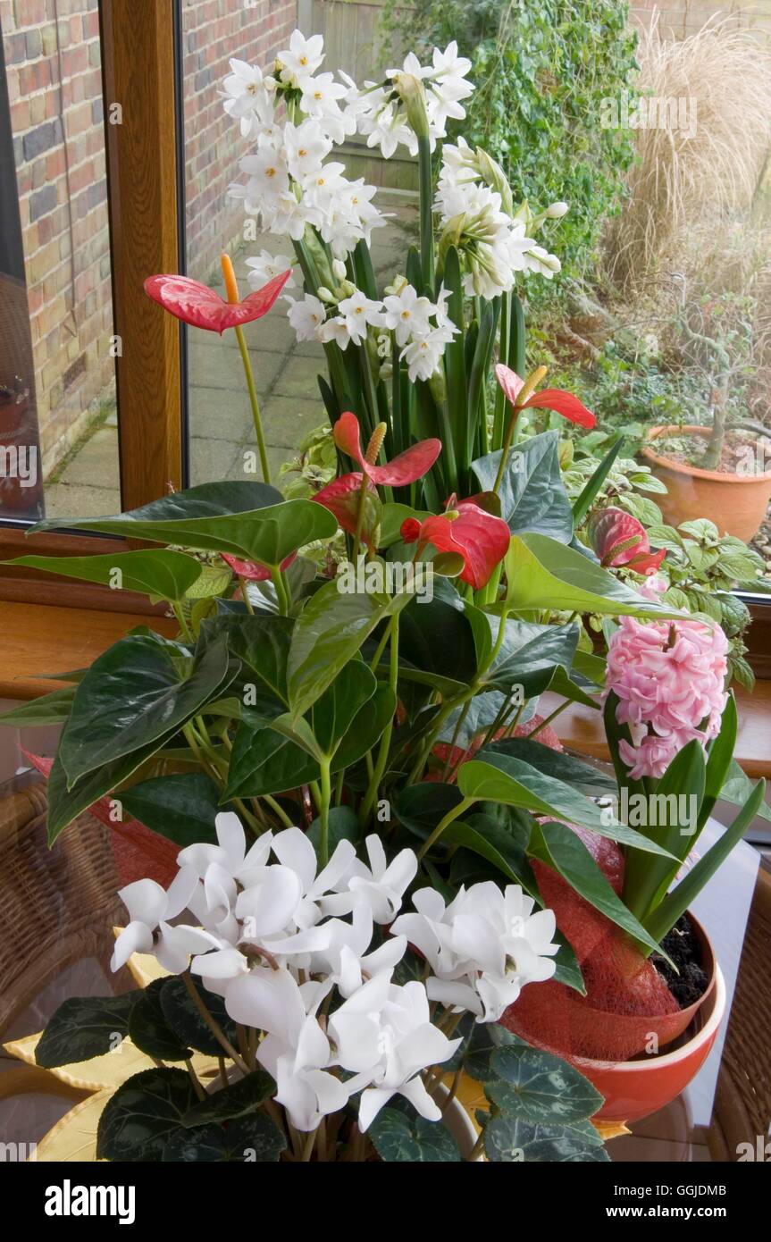 - Plantes d'hiver -- Mixte : sélection Jacinthe Narcisse et Cyclamen- Anthurium MIW250922 Banque D'Images