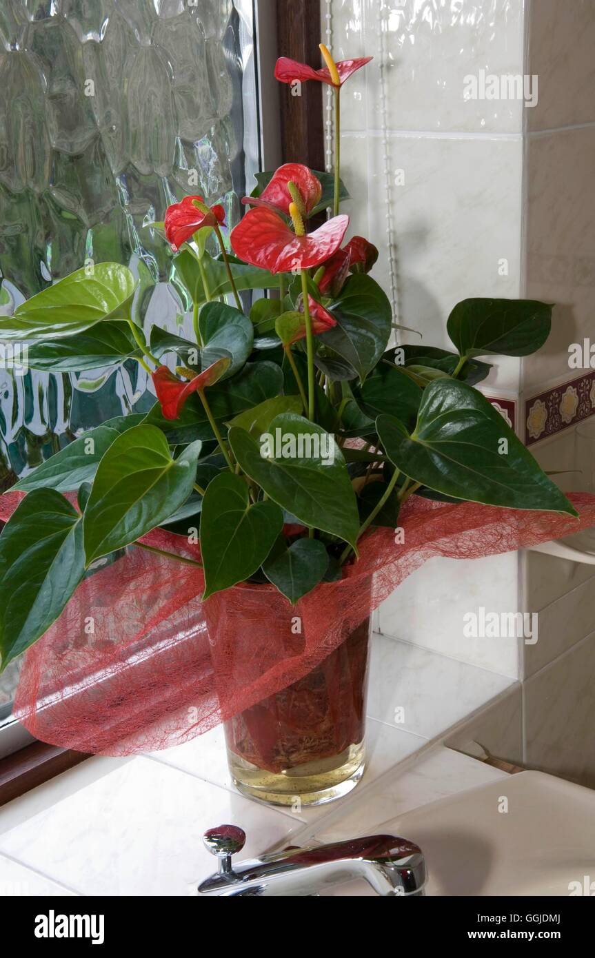 Les plantes d'appartement in situ -- salle de bains - Anthurium 'True love' MIW250926 /Photosh Banque D'Images
