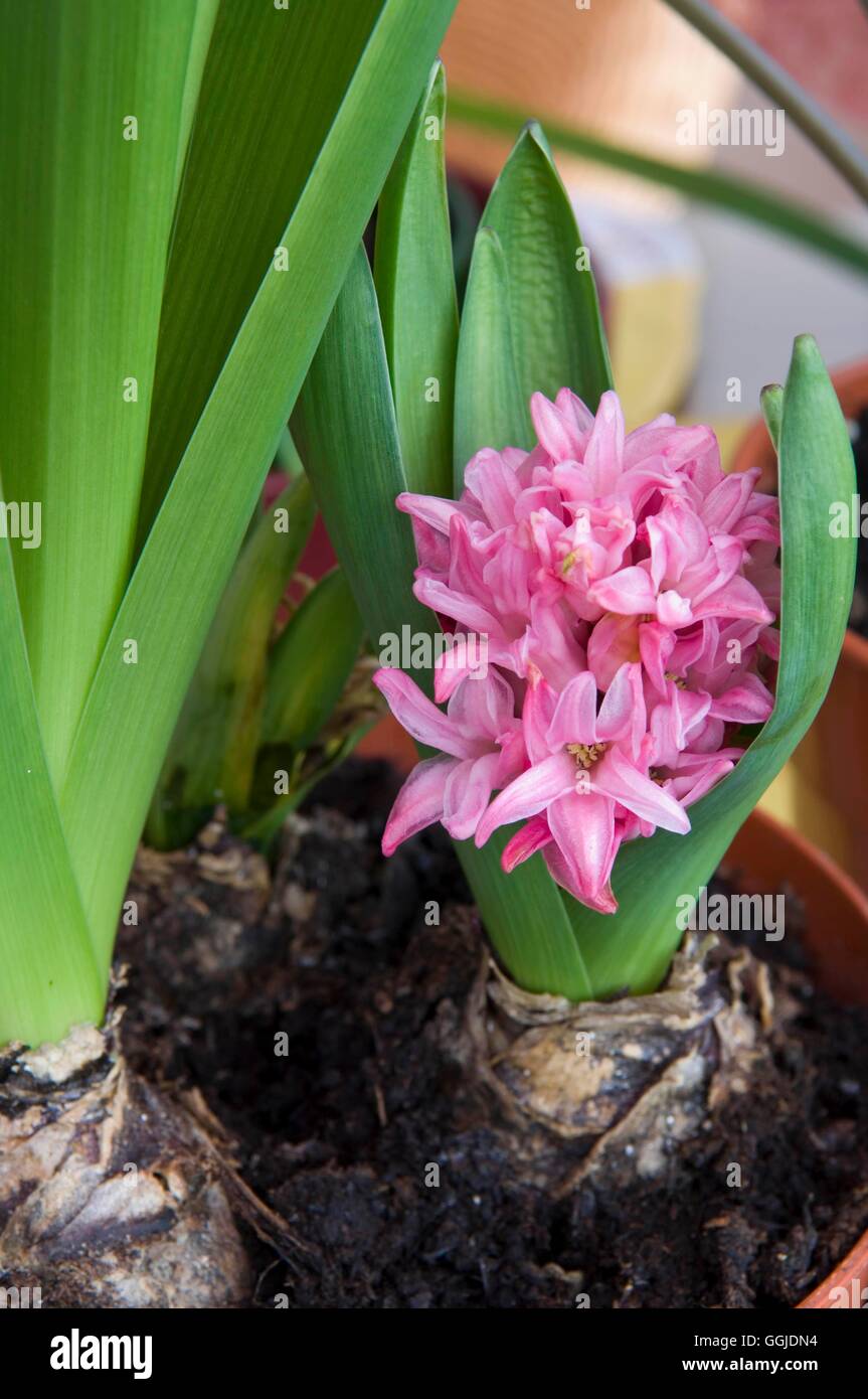 Hyacinthus- montrant une croissance restreinte MIW250940 Banque D'Images