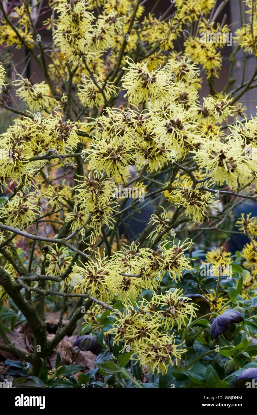 Hamamelis x intermedia- 'Primavera' MIW250950 Banque D'Images