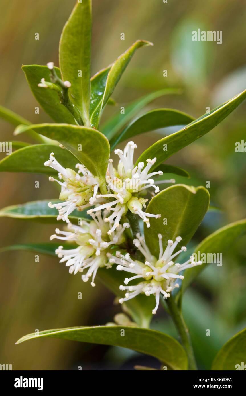 Sarcococca ruscifolia var. chinensis - MIW AGA250966 Banque D'Images