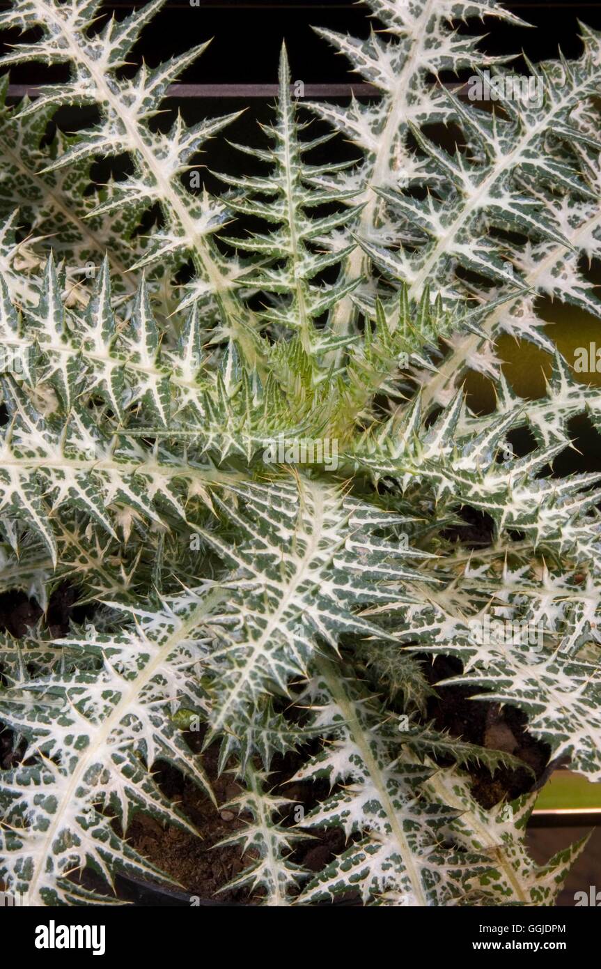 Galactites tomentosa MIW250975 Banque D'Images