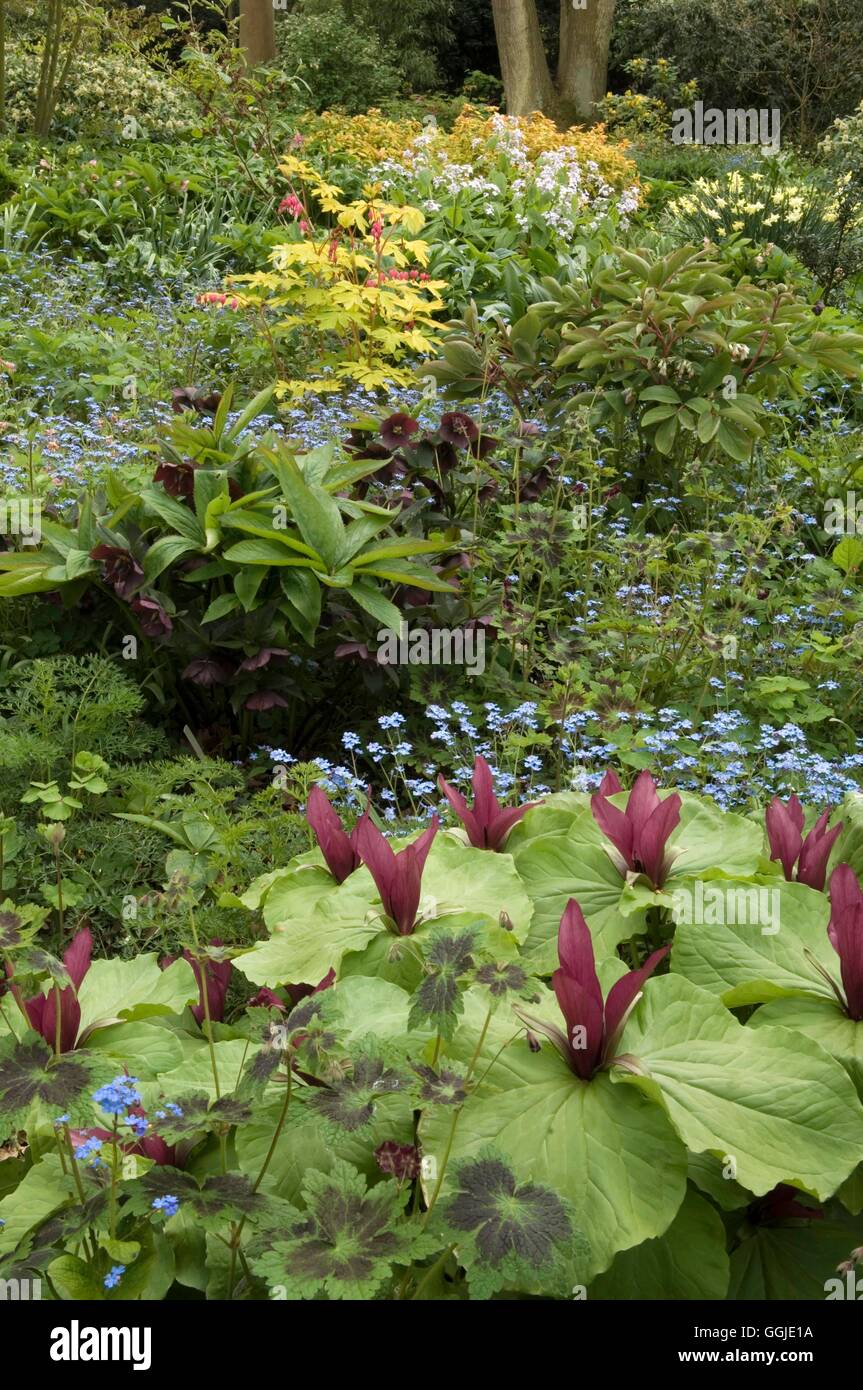 Woodland Garden- avec Trillium chloropetalum et Géranium 'Samabor'- en premier plan- - (photos : Photos de l'Horticulture/Beth Banque D'Images