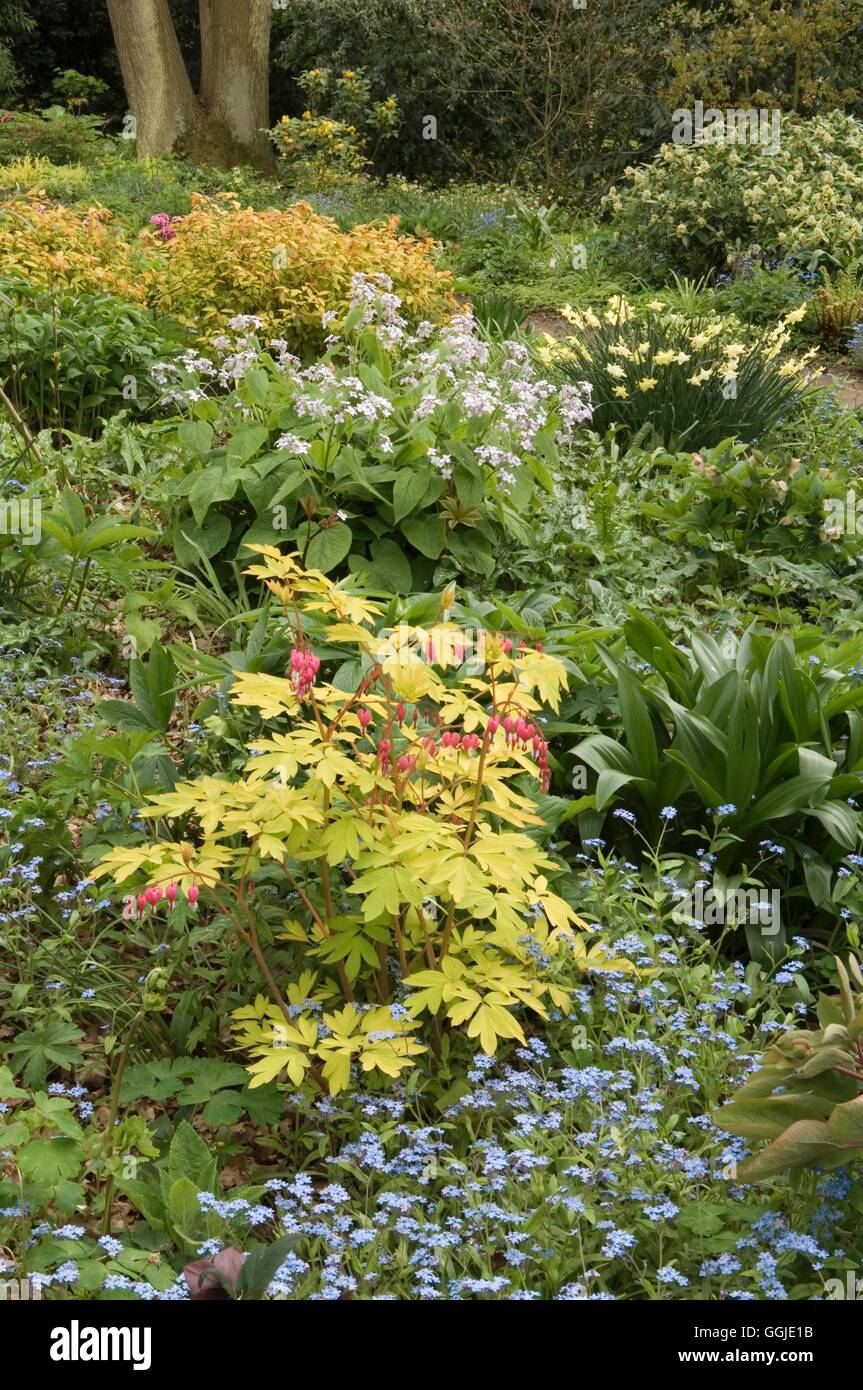 Woodland Garden- spectablis avec Dicentra 'Gold Heart' en premier plan- - (photos : Photos de l'Horticulture/Beth Chatto) REF : Banque D'Images