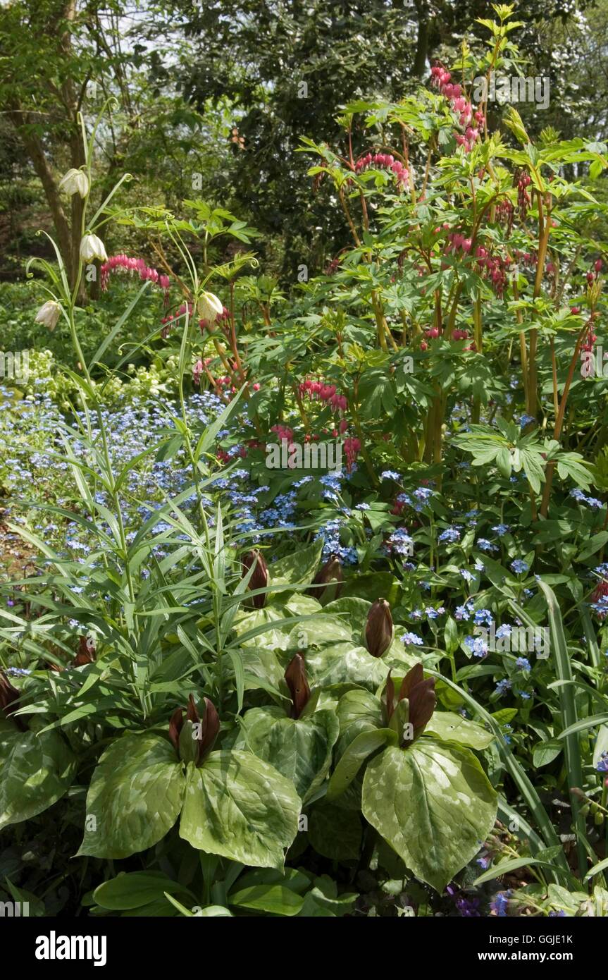 Woodland Garden- avec des plantes vivaces au printemps - Fritillaria Dicentra- et Trillium MIW251124 Pho Banque D'Images