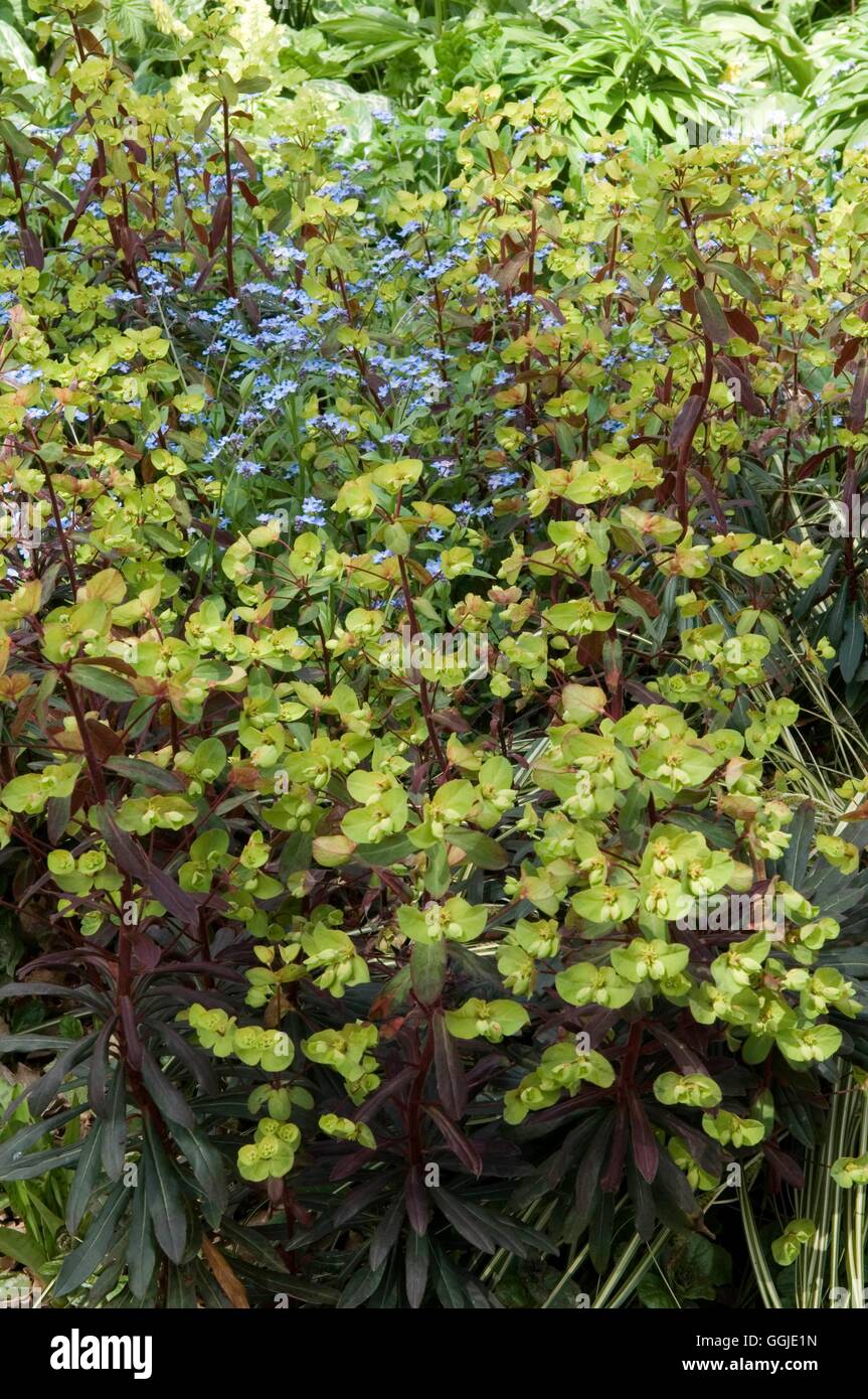Euphorbia amygdaloides - 'Rubra' MIW251126 Banque D'Images