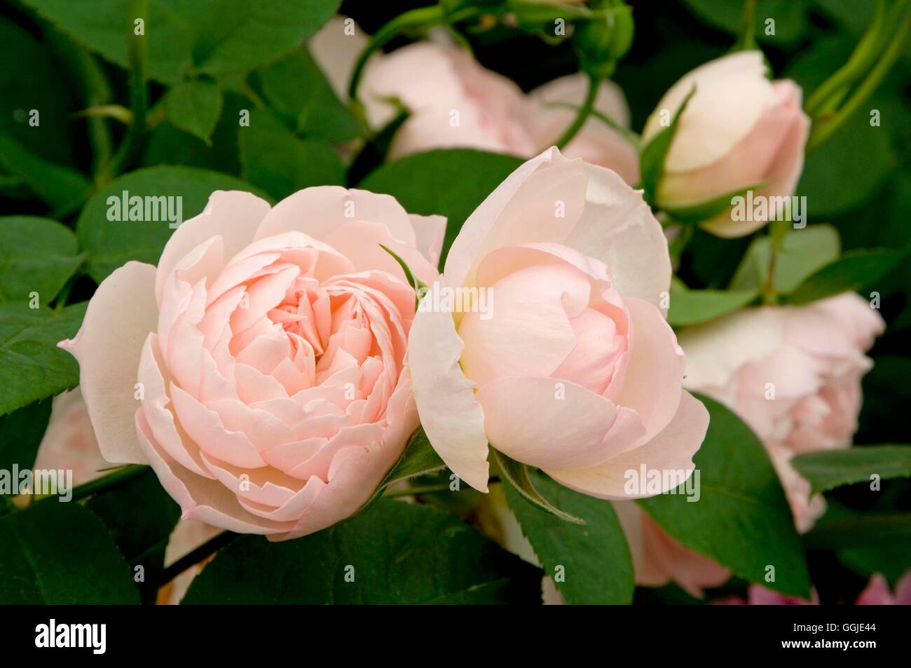 Rosa- 'Gentle Hermione'- - (arbuste) SMI251177 Banque D'Images